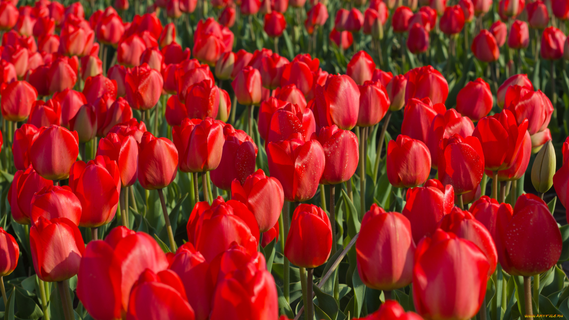 цветы, тюльпаны, плантация, красные, поле