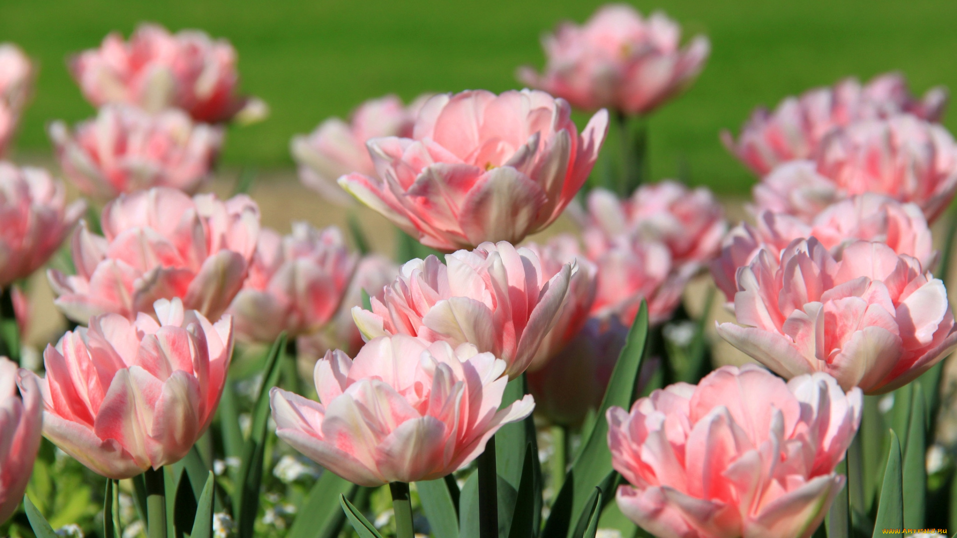 цветы, тюльпаны, розовые
