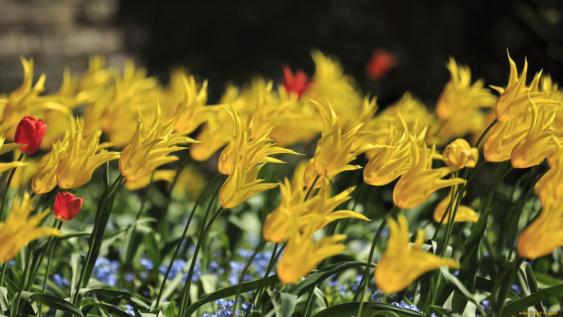 цветы, тюльпаны, желтый, много