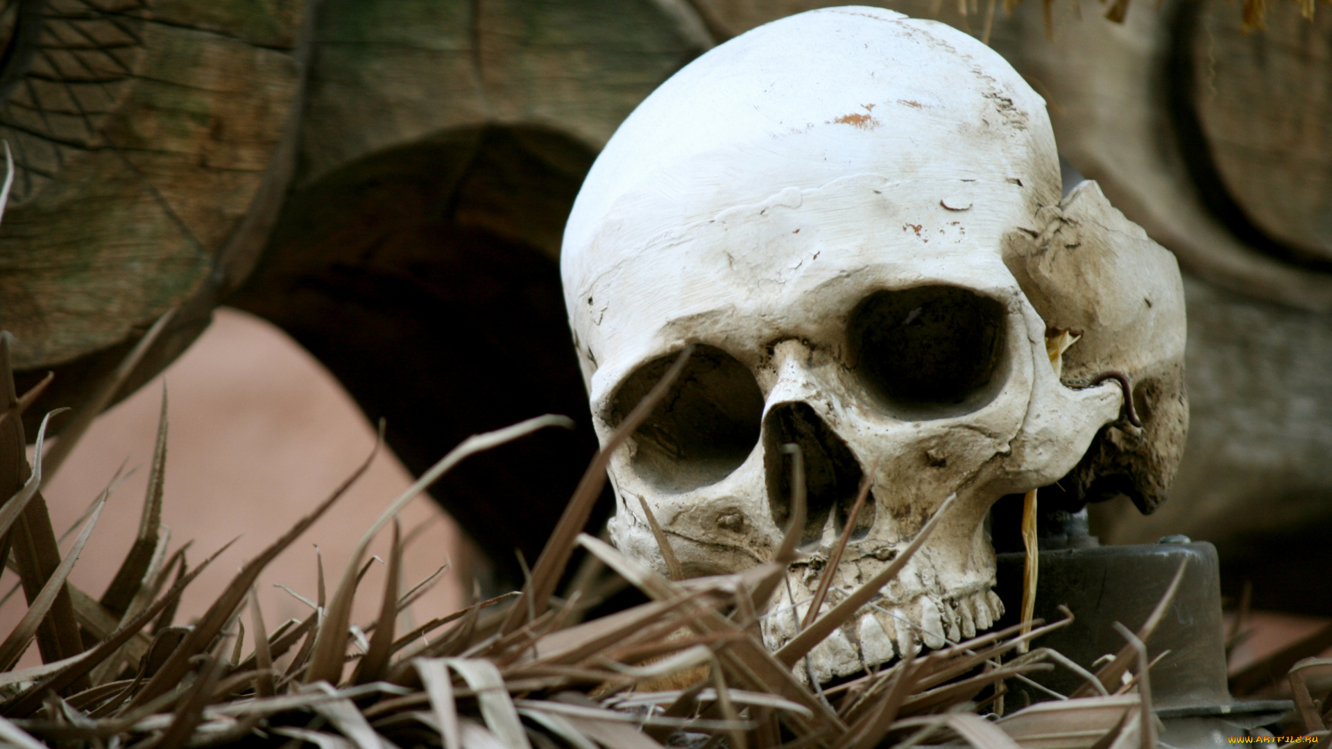 разное, кости, рентген, череп