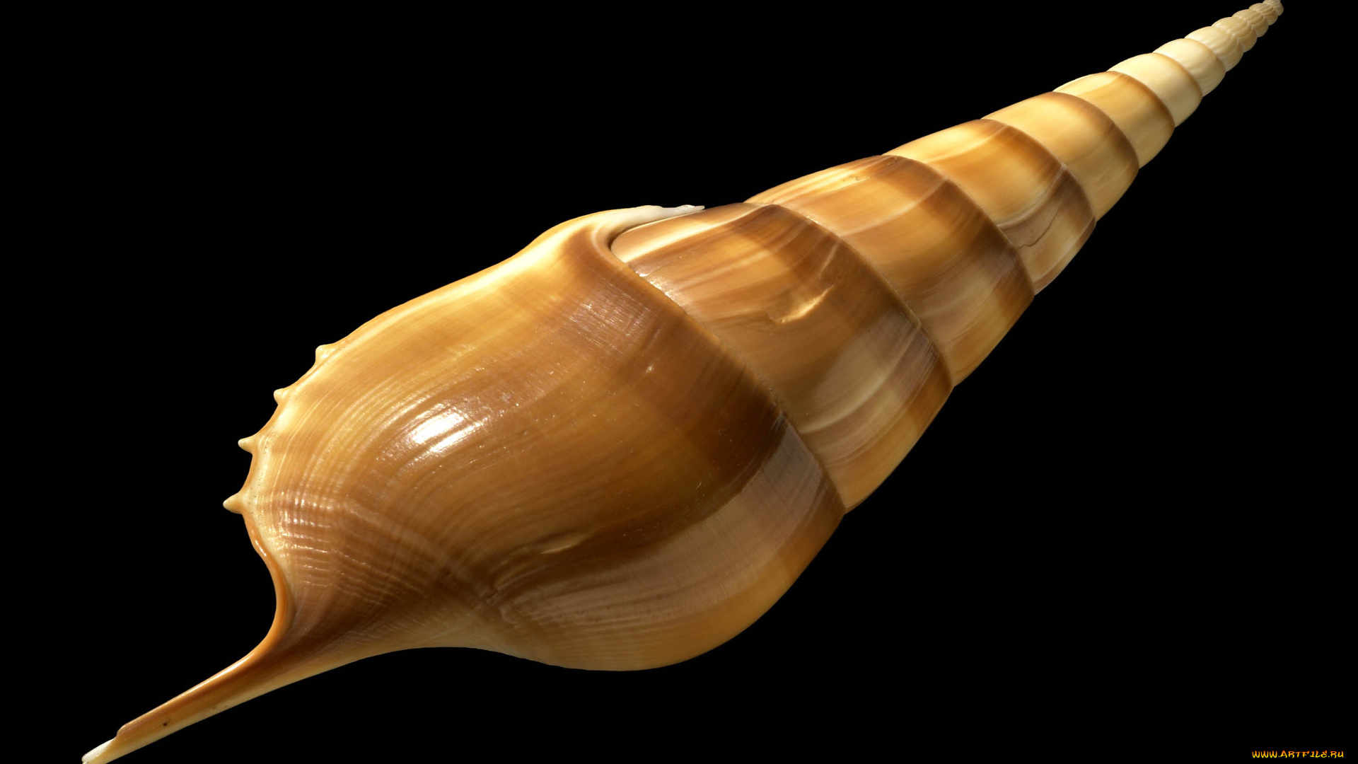 разное, ракушки, кораллы, декоративные, spa, камни, ракушка, раковина, желтая