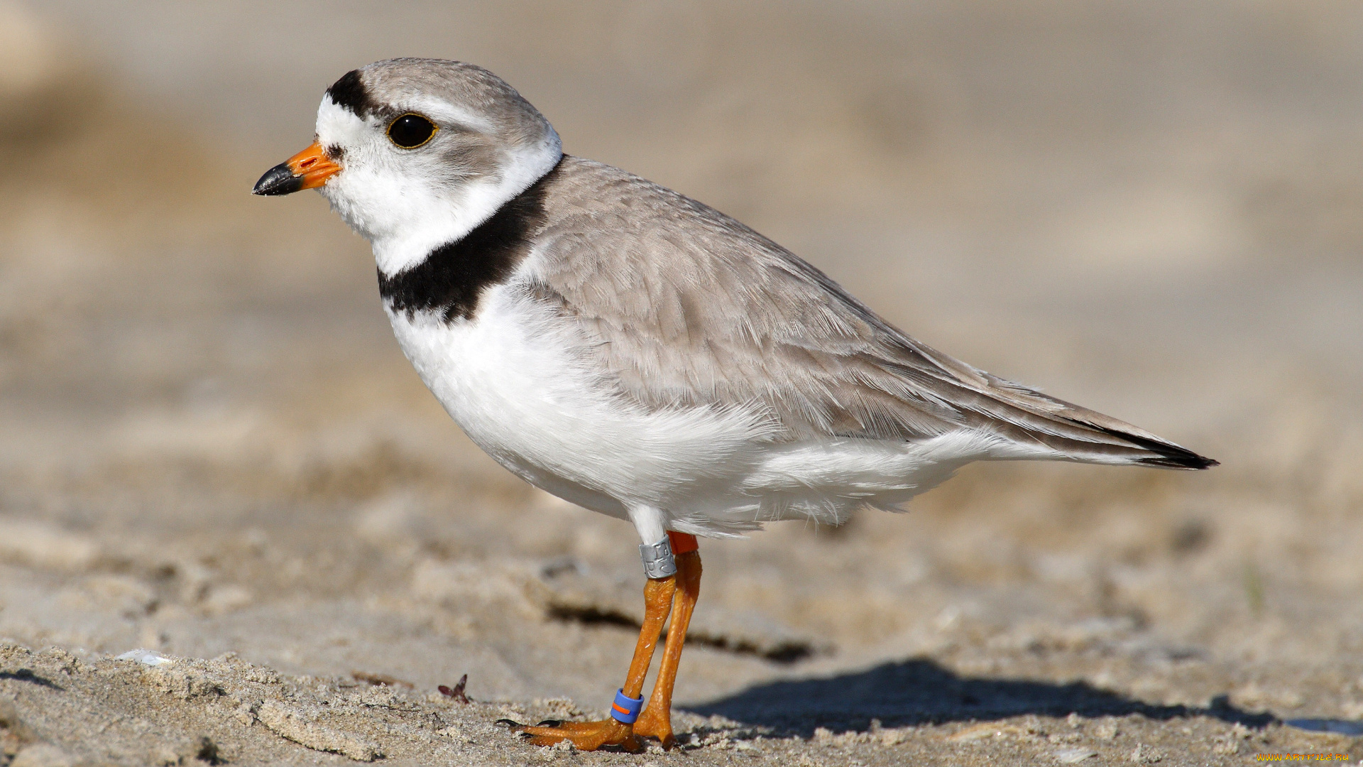 животные, Чайки, бакланы, крачки, морская, птица, песок, кольца