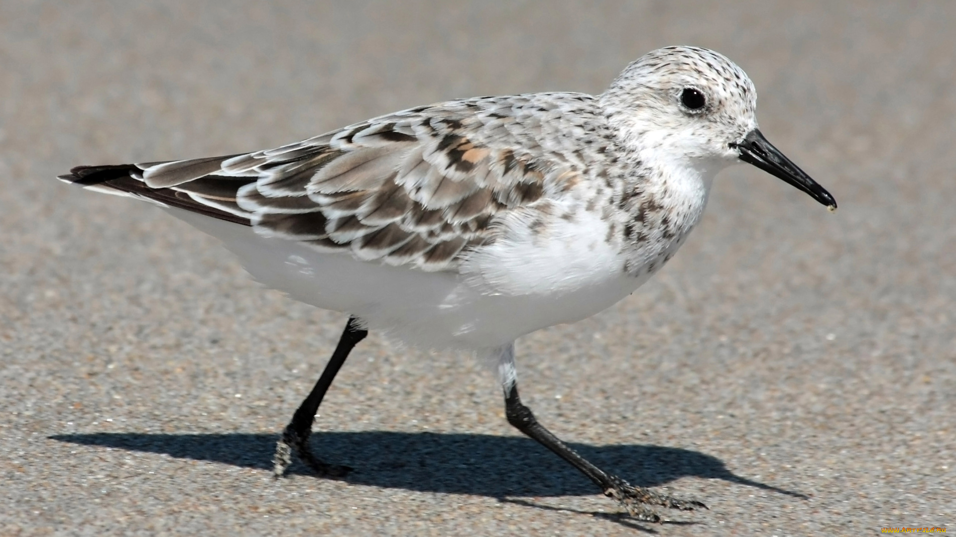 животные, Чайки, бакланы, крачки, птица, кулик, песок