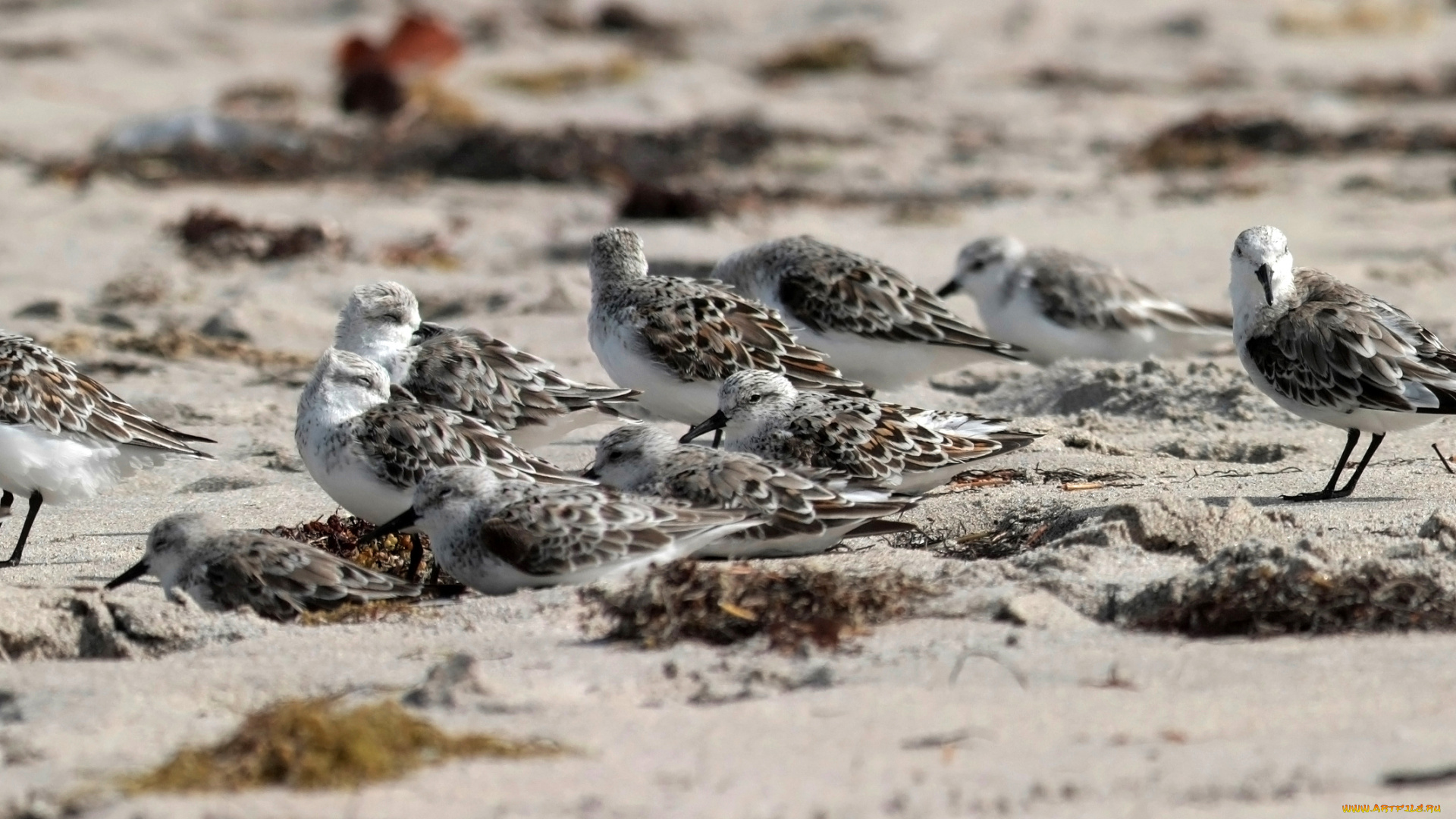 животные, Чайки, бакланы, крачки, птицы, стая, песок, кулики