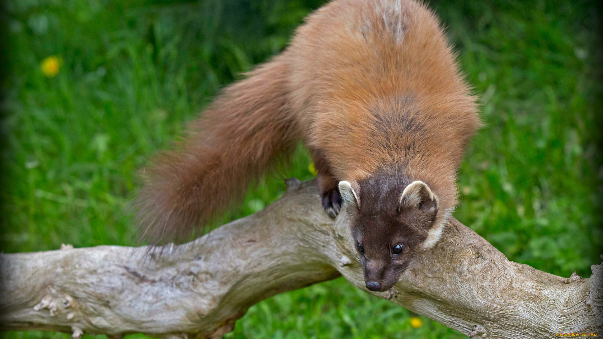 животные, хорьки, ласки, соболи, горностаи, куницы, куница, хвост, хищник