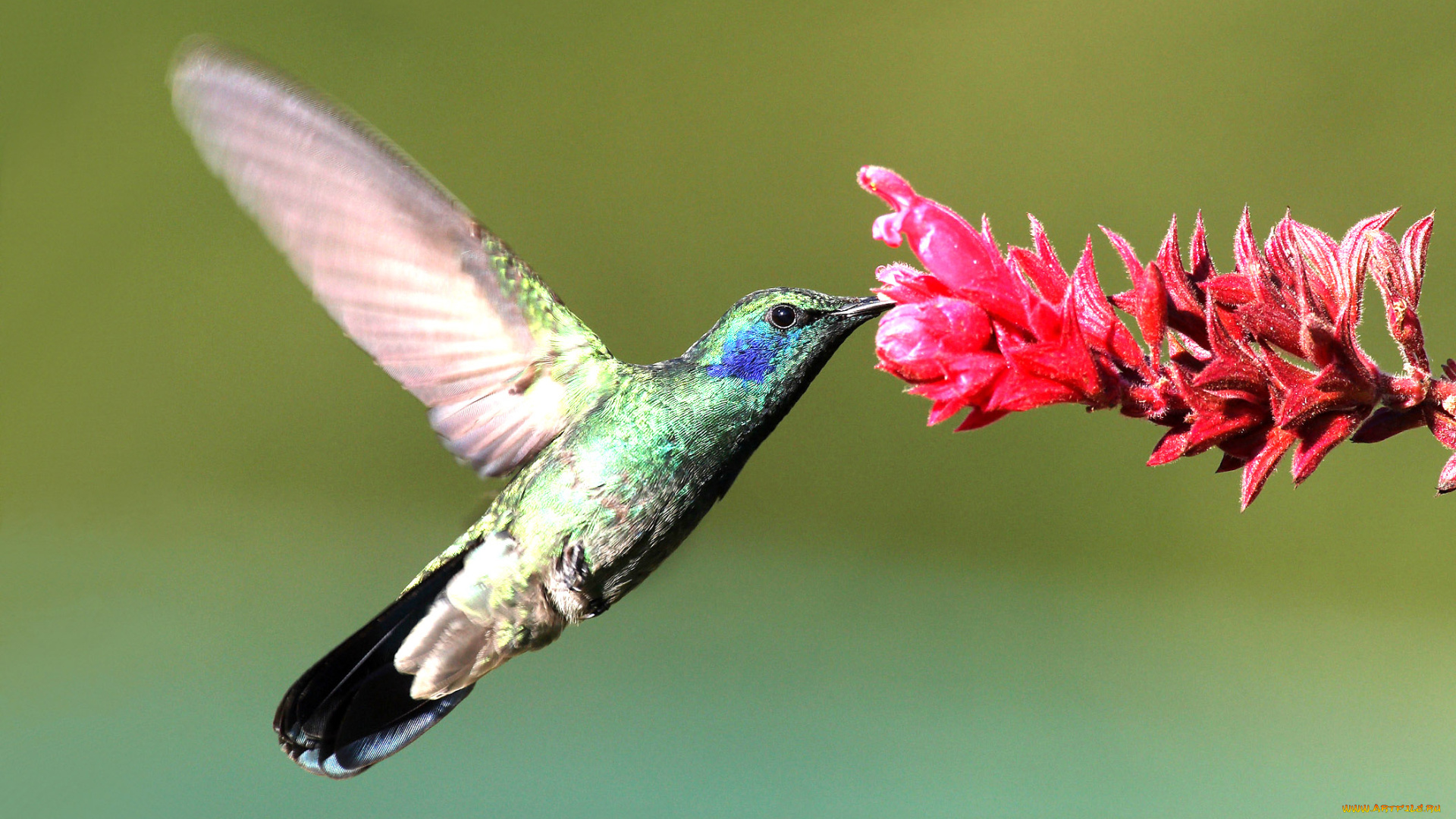 животные, колибри, нектар, цветок, полет