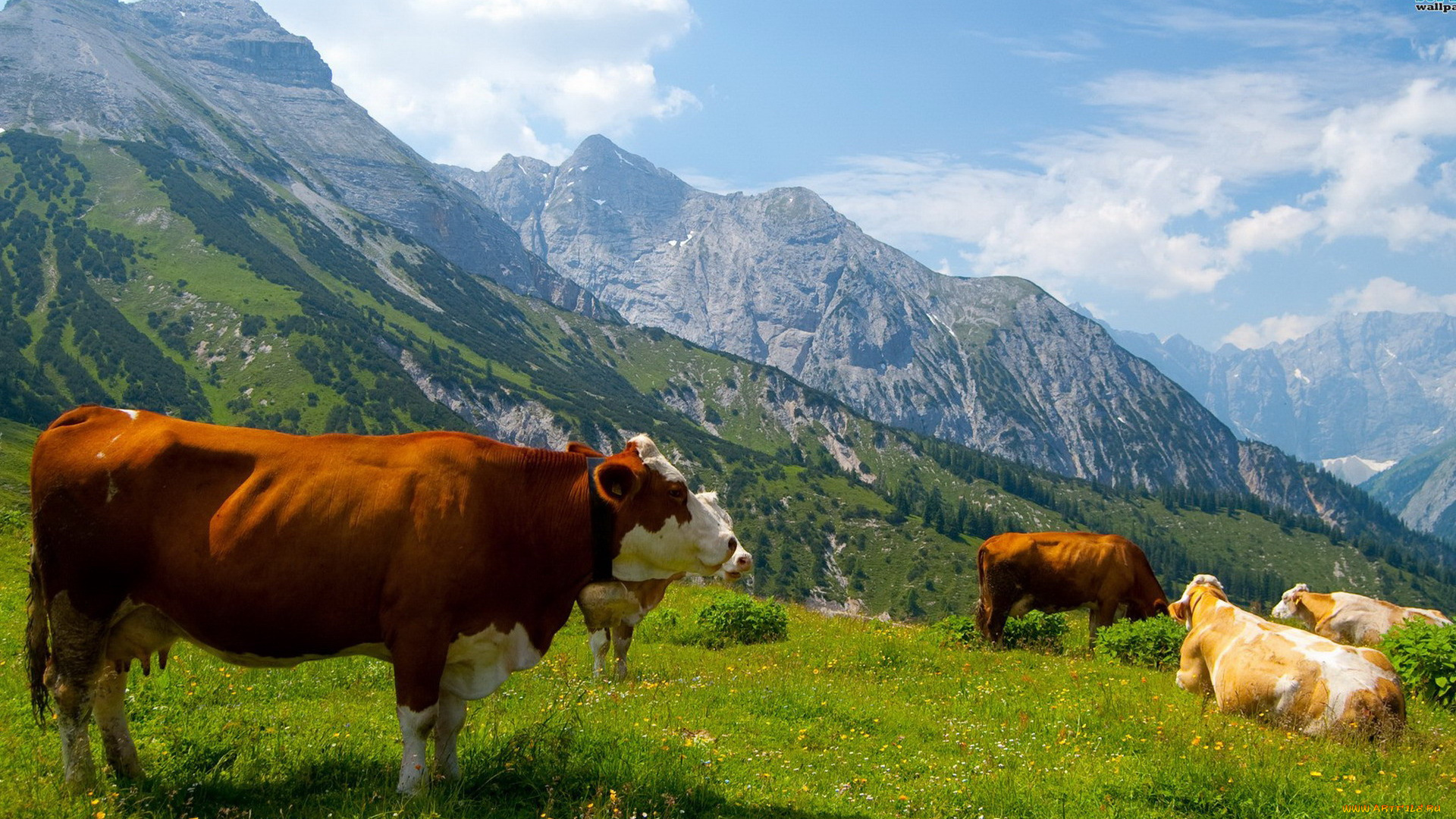 животные, коровы, буйволы, горы