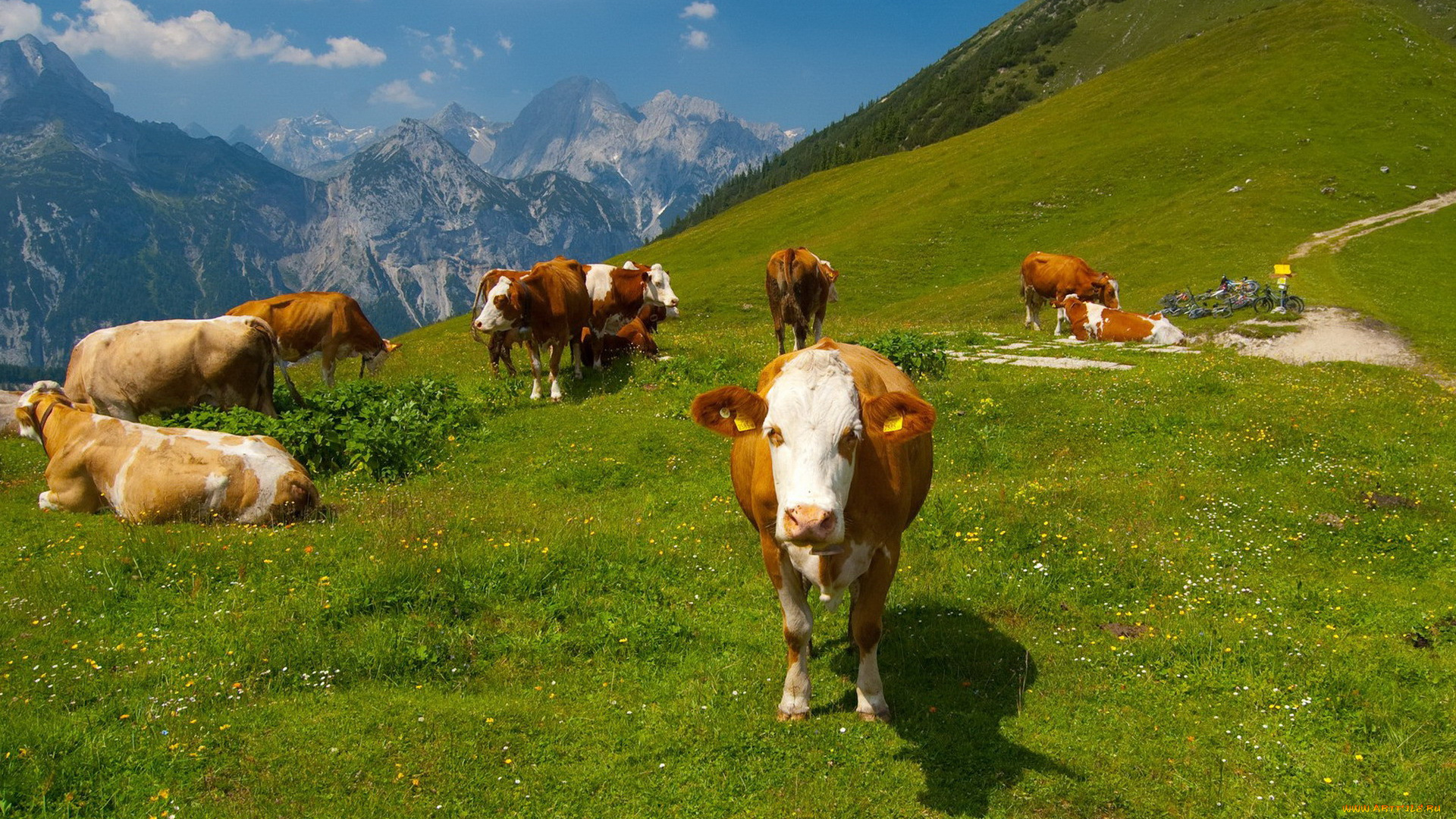 животные, коровы, буйволы, горы, луг