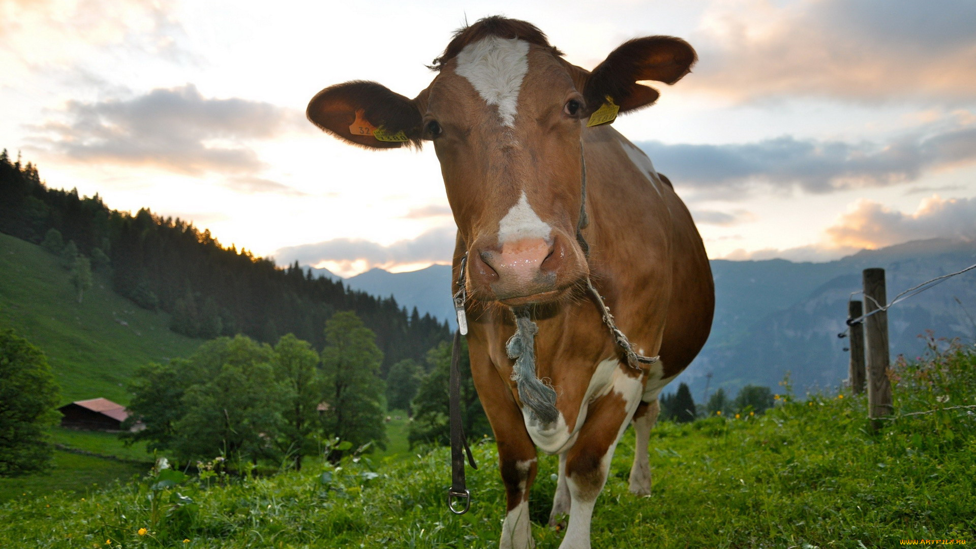 животные, коровы, буйволы, корова