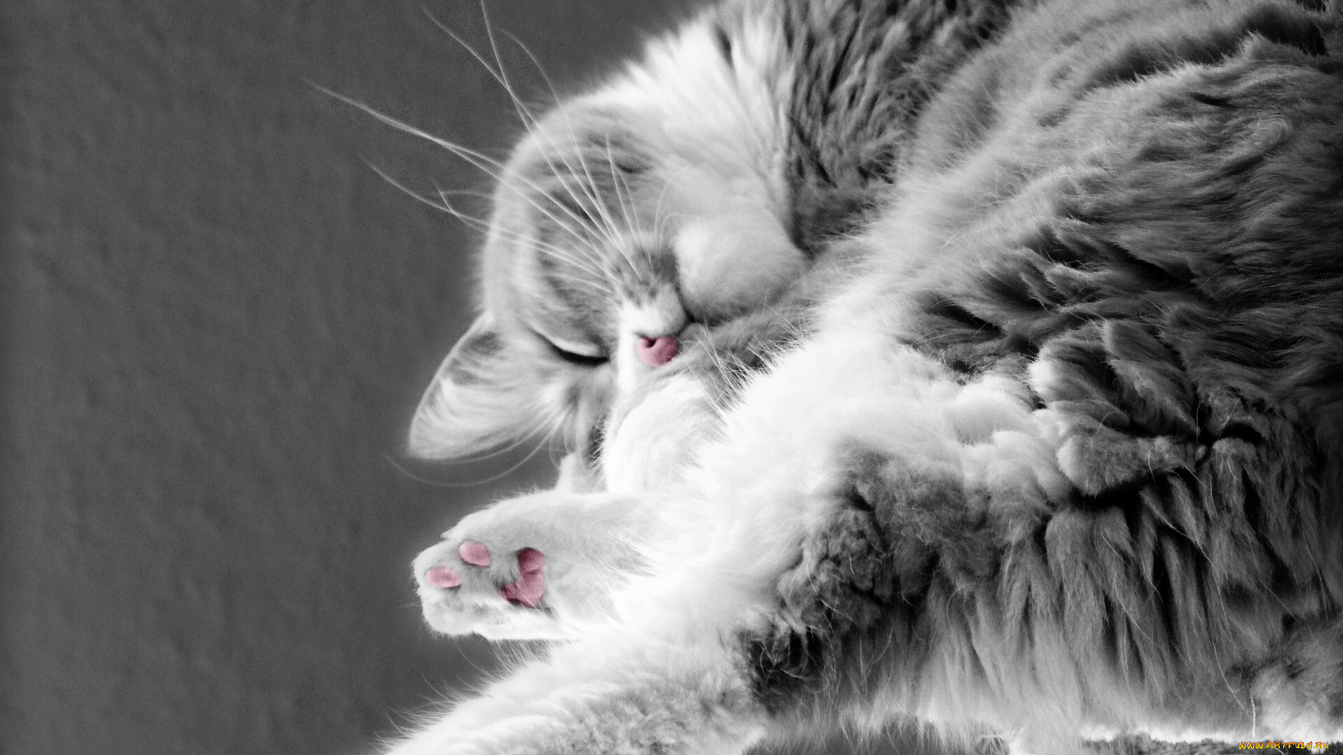 животные, коты, сон, спящий, котэ