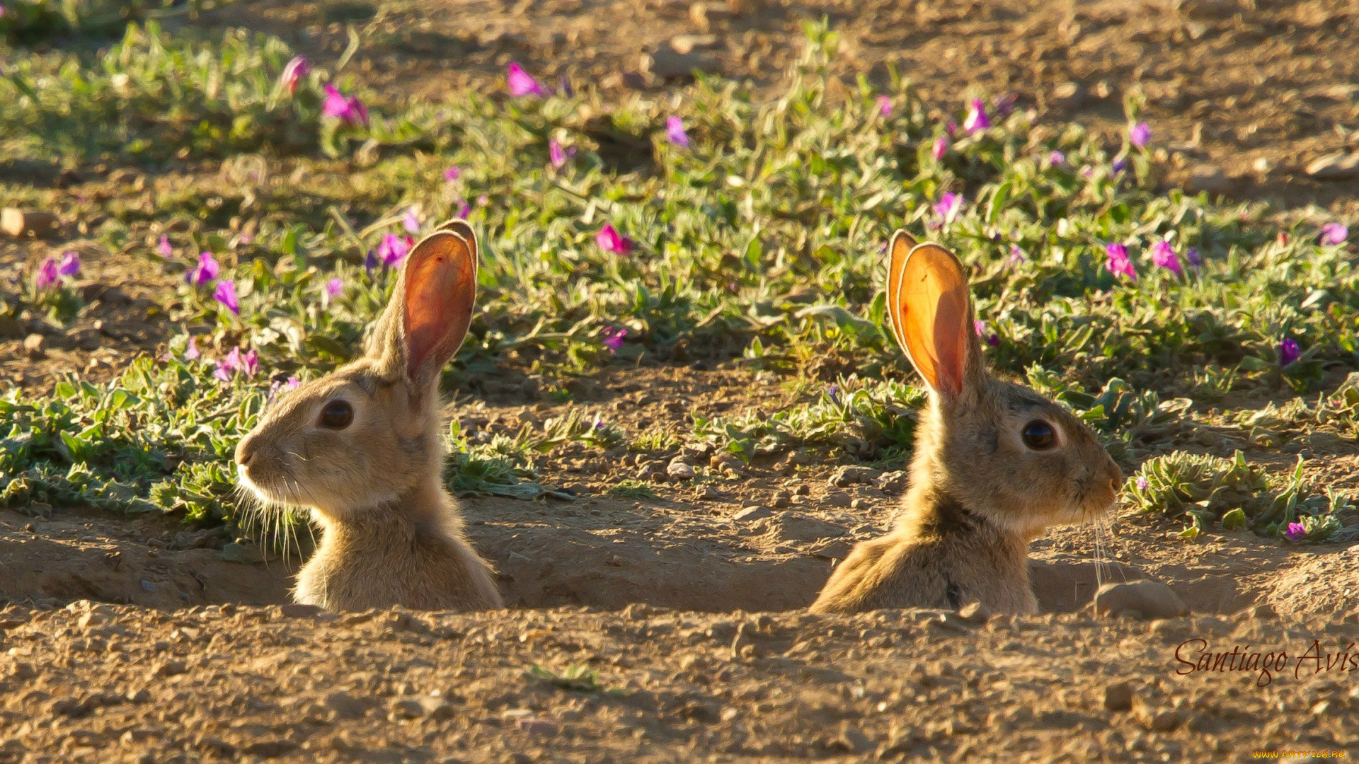 животные, кролики, зайцы, нора