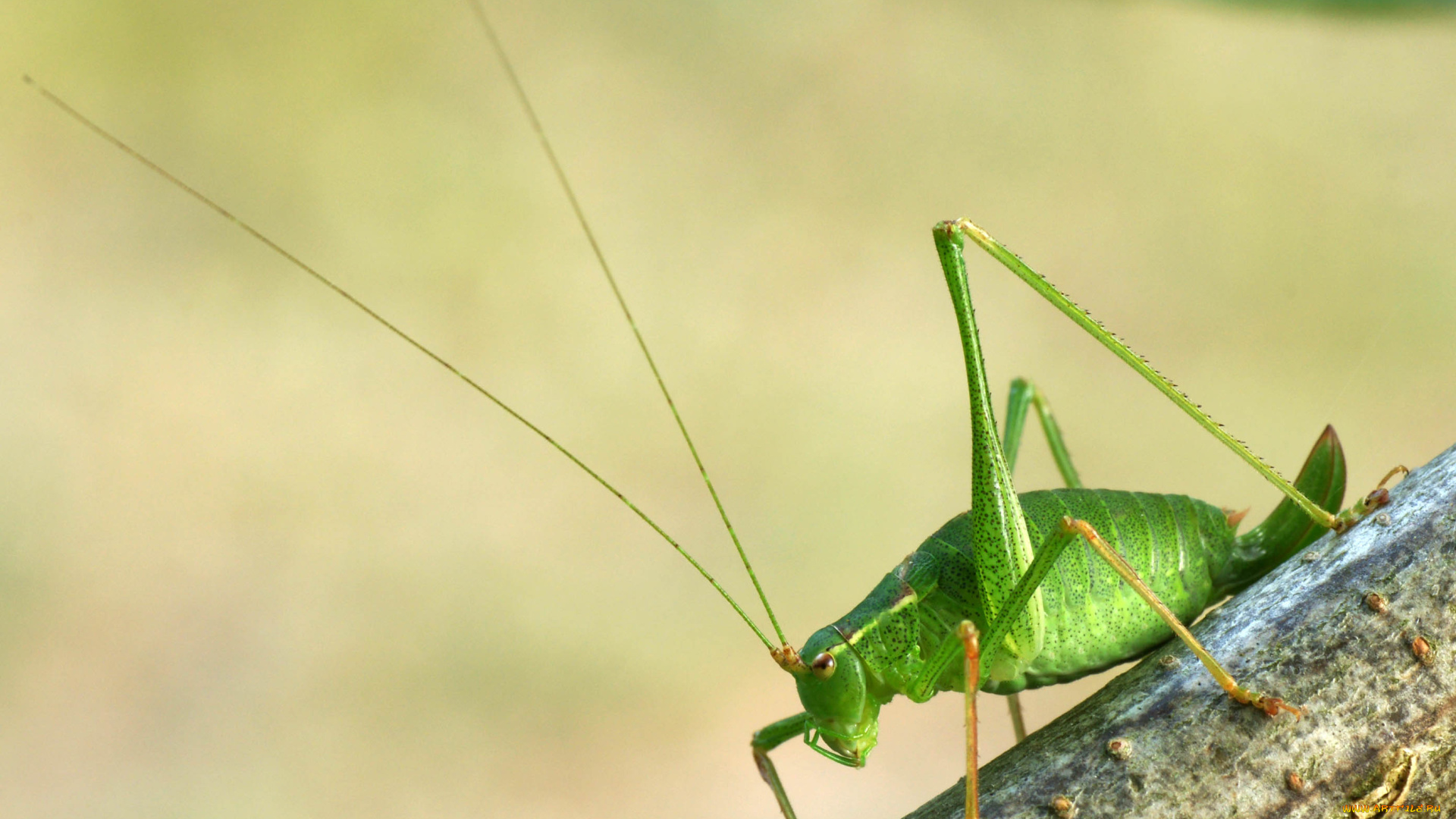 животные, кузнечики, саранча, кузнечик, зеленый, усы