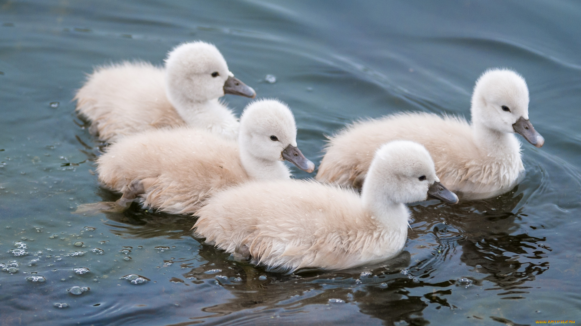 животные, лебеди, малыши, лебедята, птенцы, вода