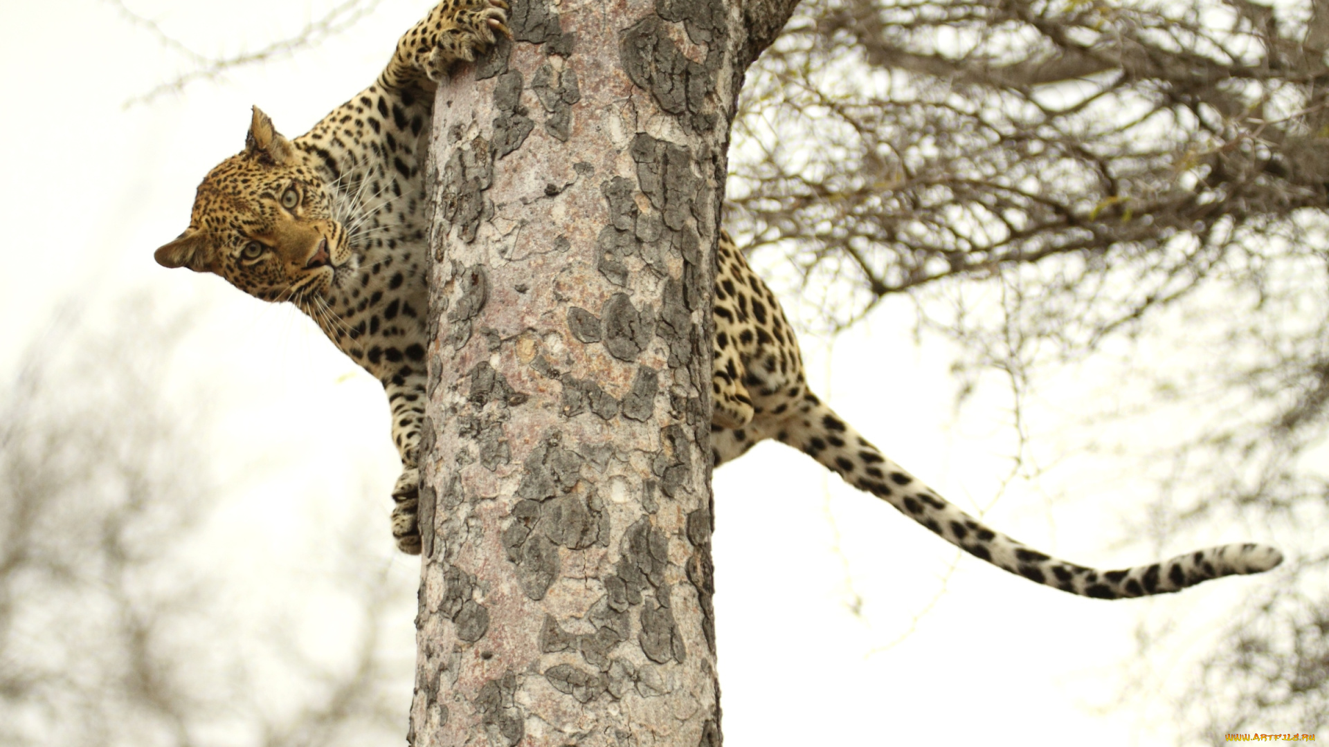 животные, леопарды, дерево, кошка, верхолаз