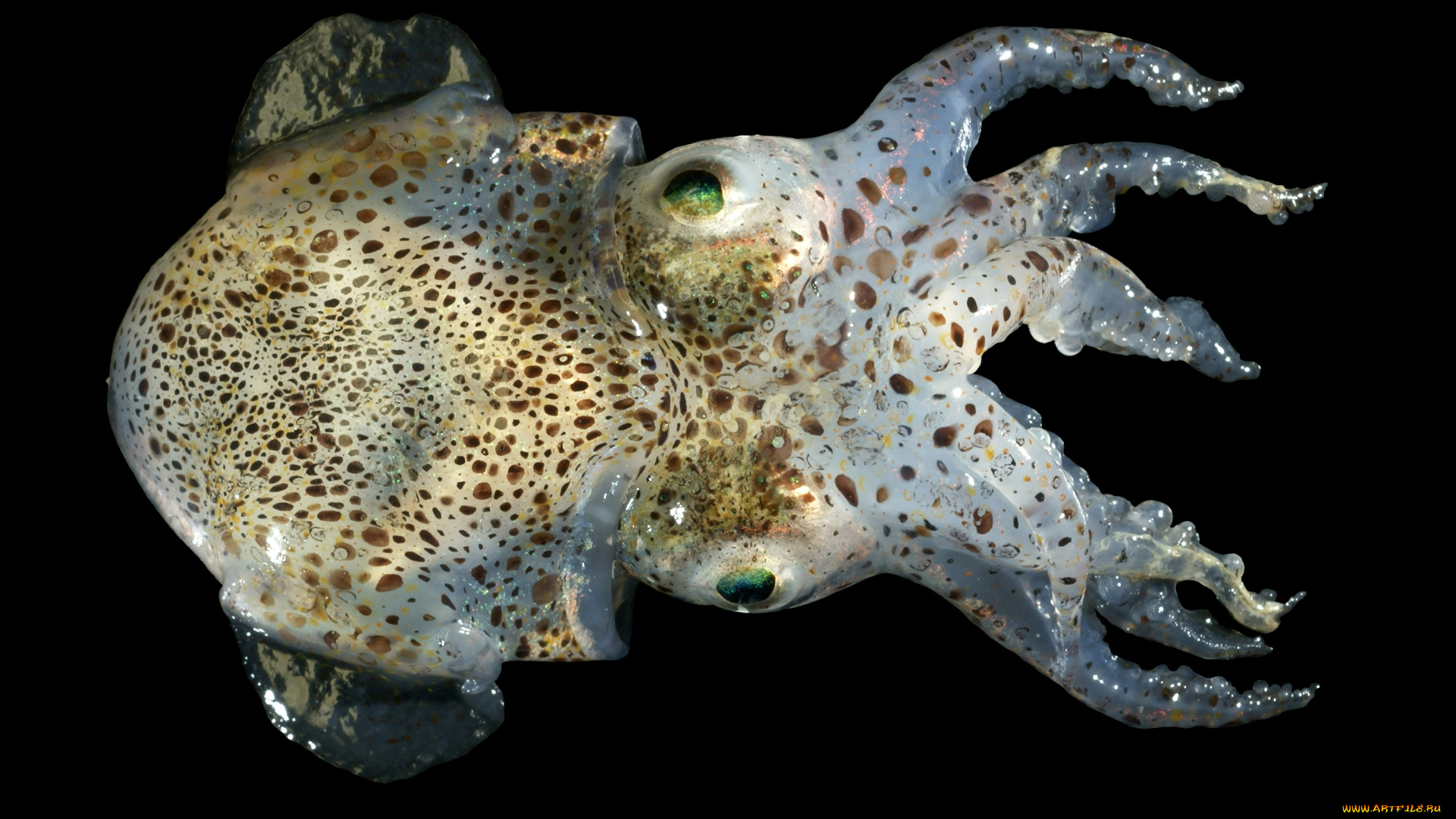 животные, морская, фауна, каракатица