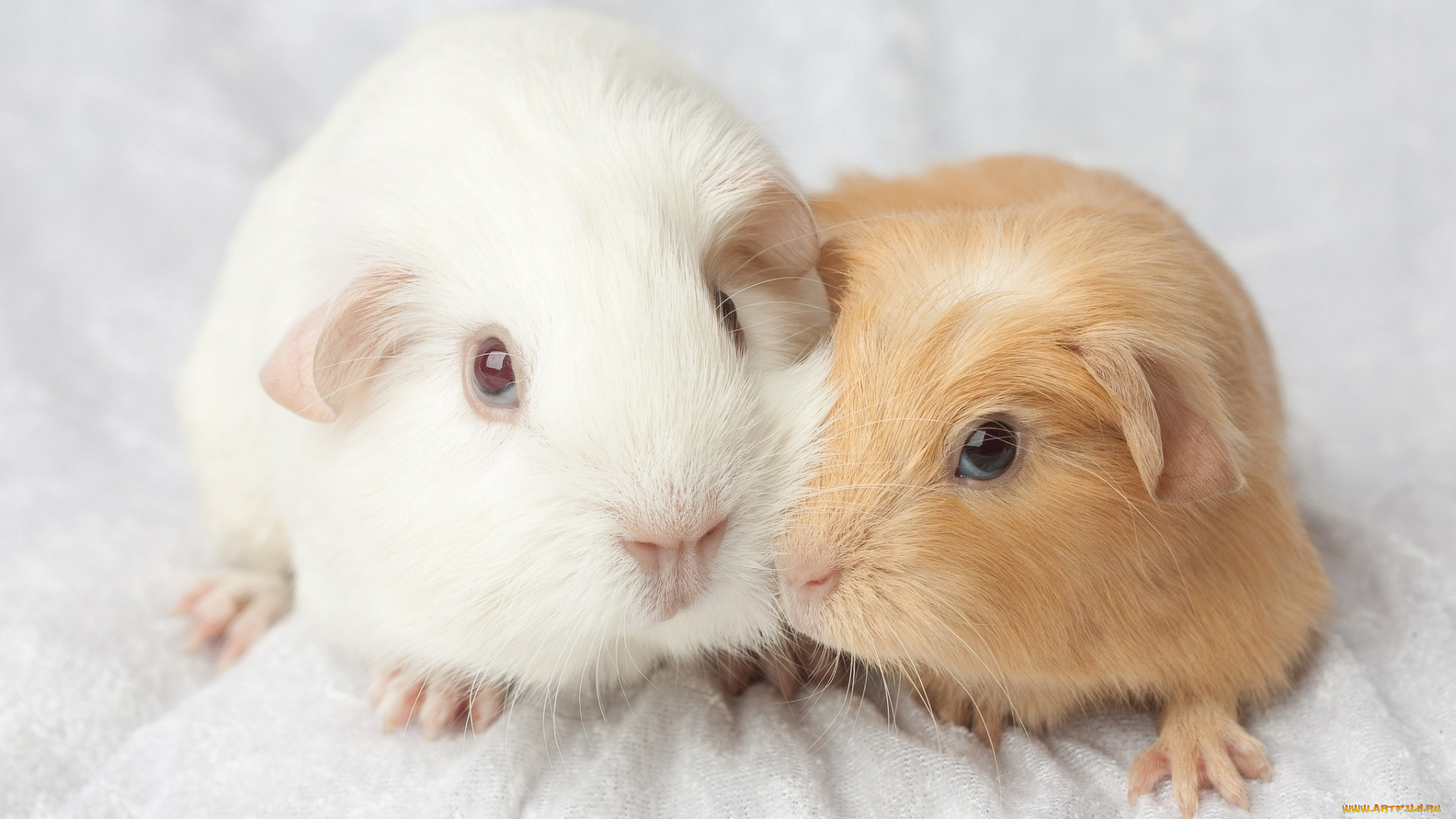 животные, морские, свинки, хомяки
