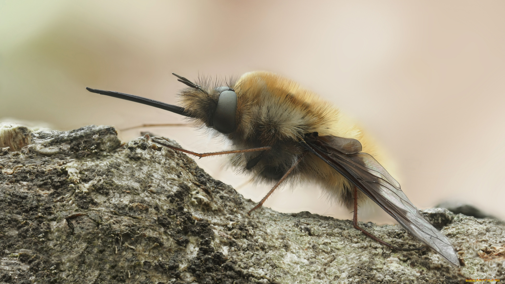 животные, насекомые, крылья, насекомое, хоботок