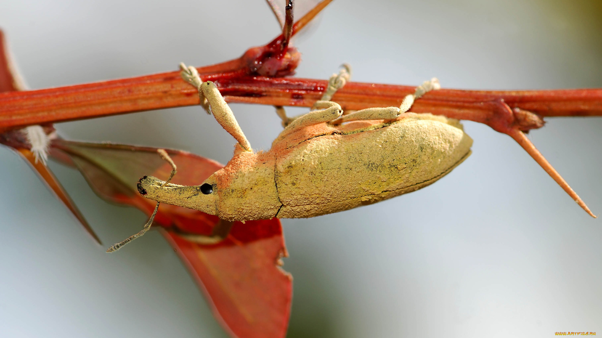 животные, насекомые, жук, иглы, ветка