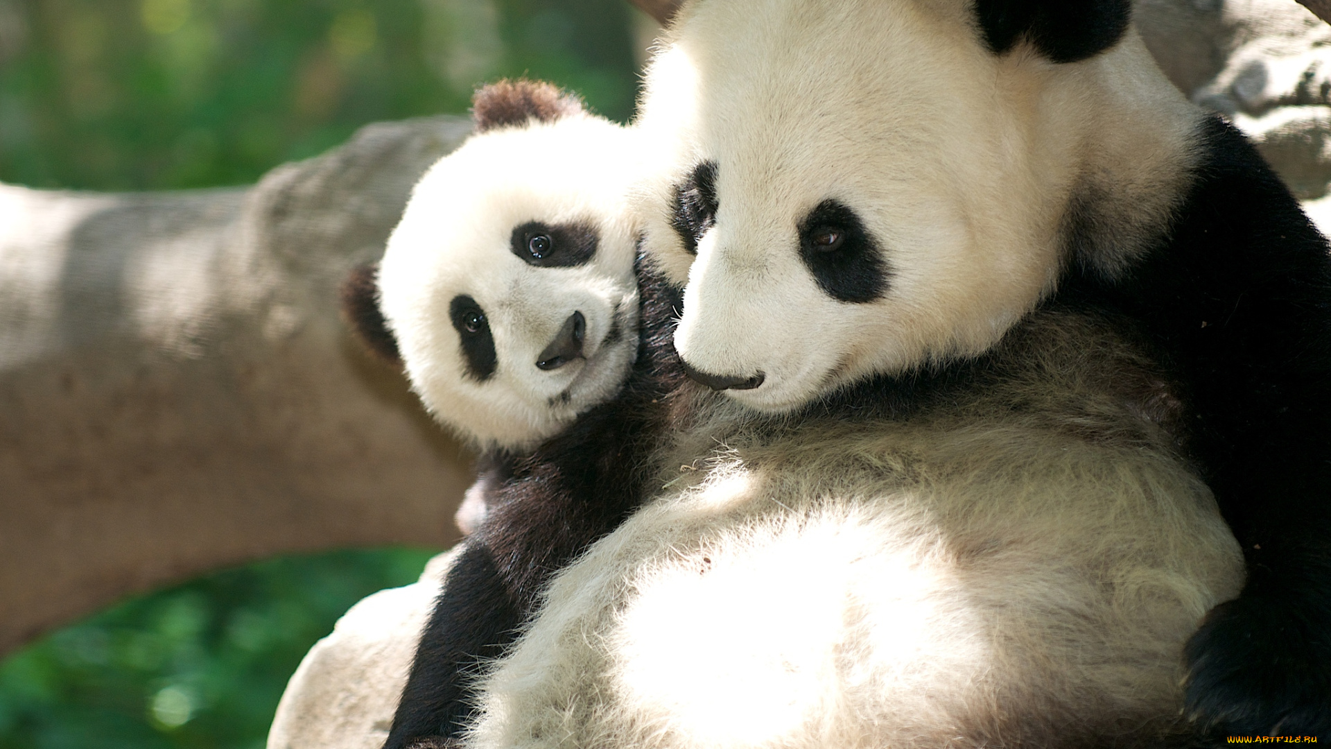 животные, панды, мама, малыш, мишки, милые