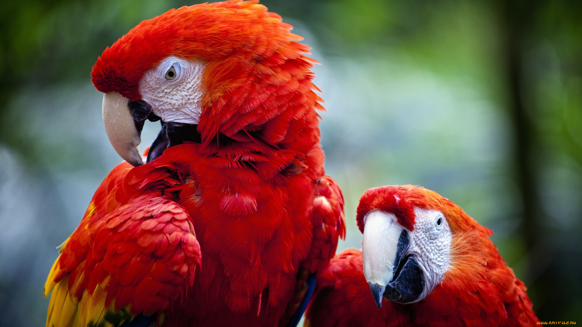 животные, попугаи, ара