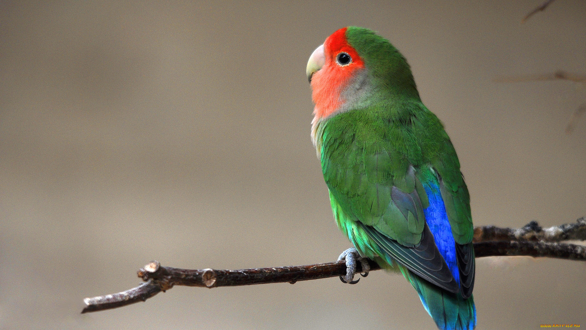 животные, попугаи, яркий, разноцветный