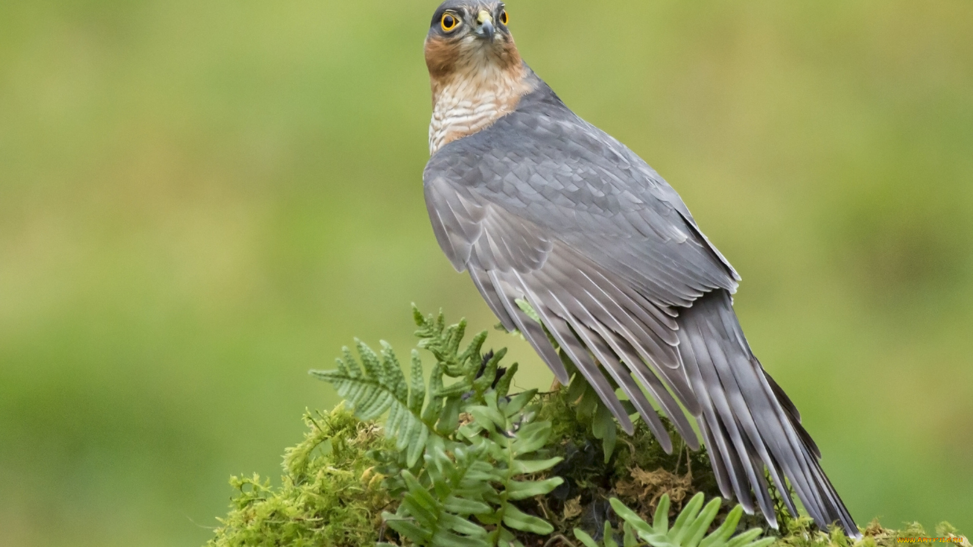животные, птицы, хищники, Ястреб-перепелятник