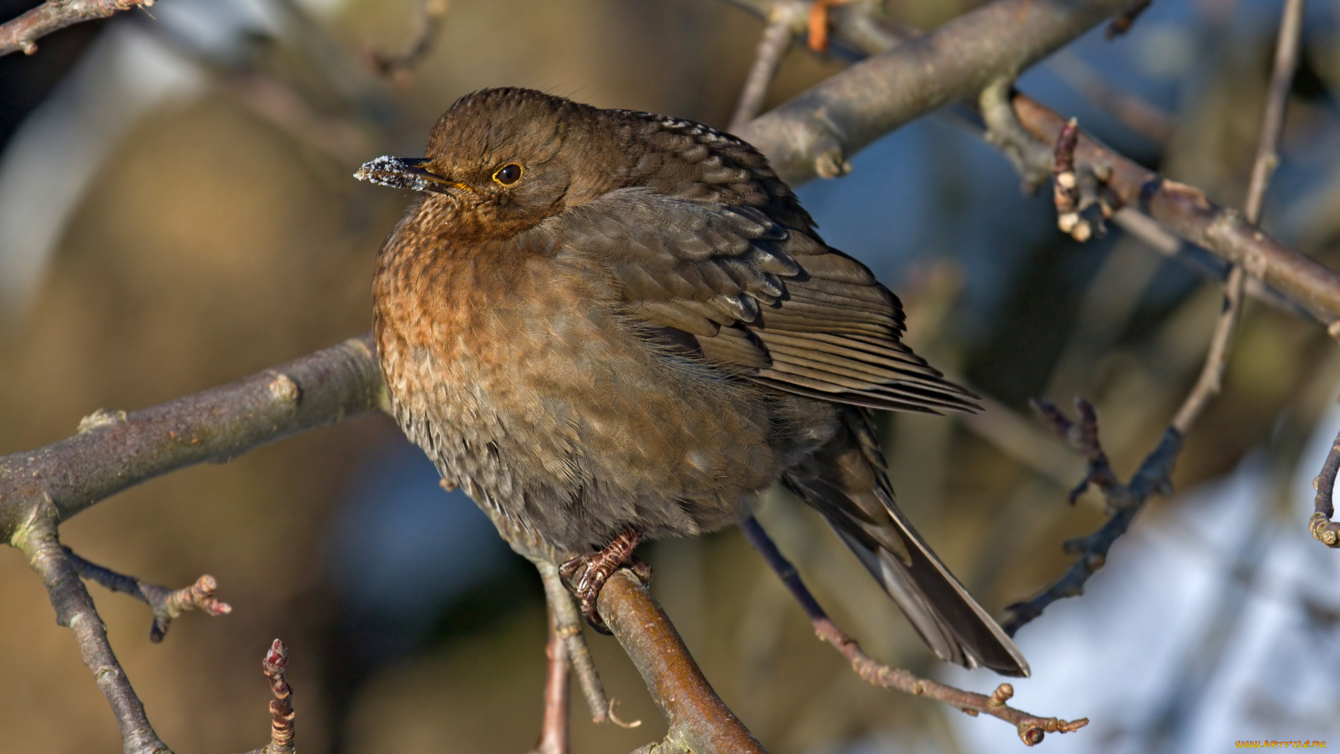 животные, птицы, птица, ветки, дерево