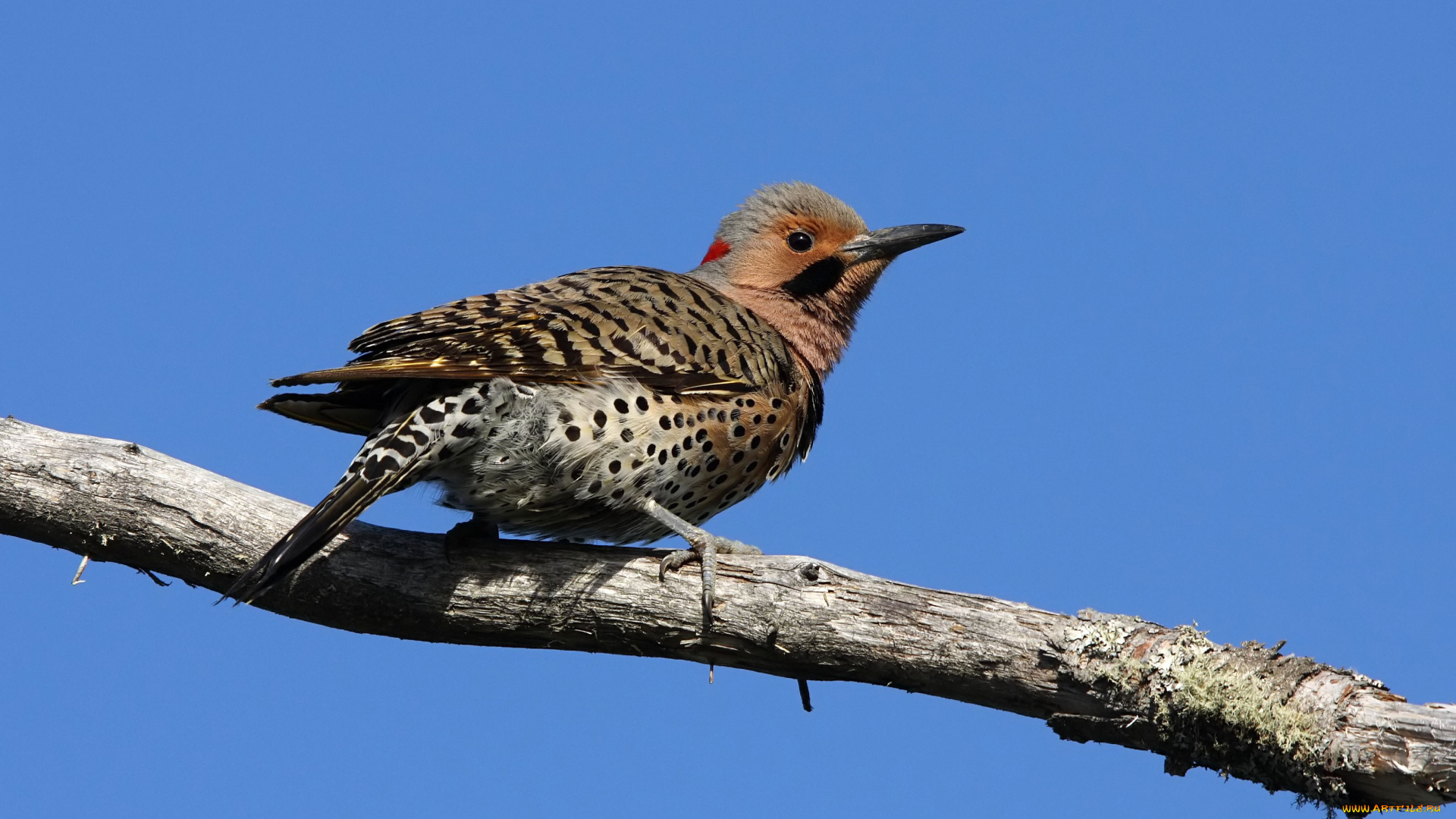 животные, птицы, ветка, кедровка, птица