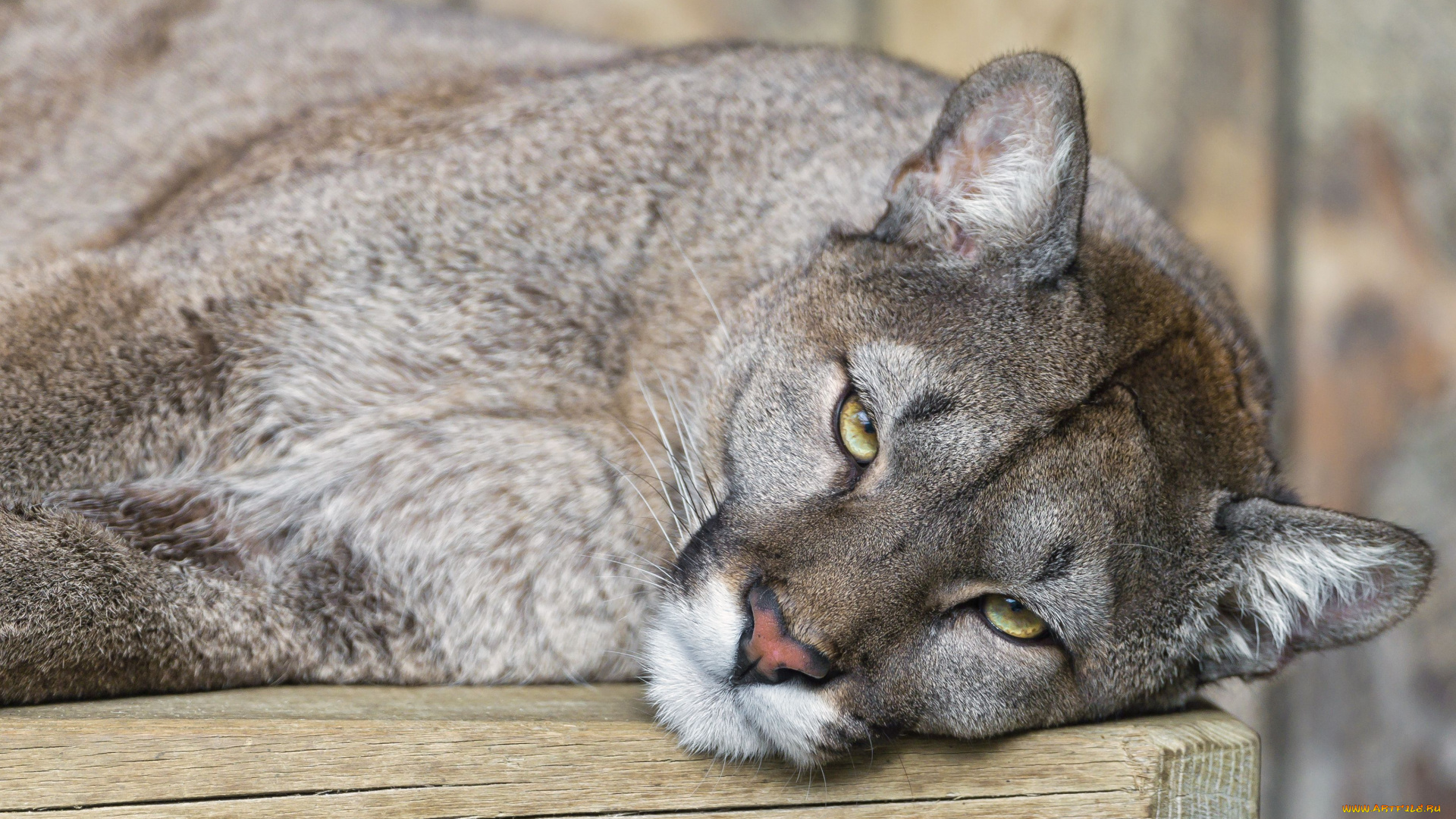 животные, пумы, львица