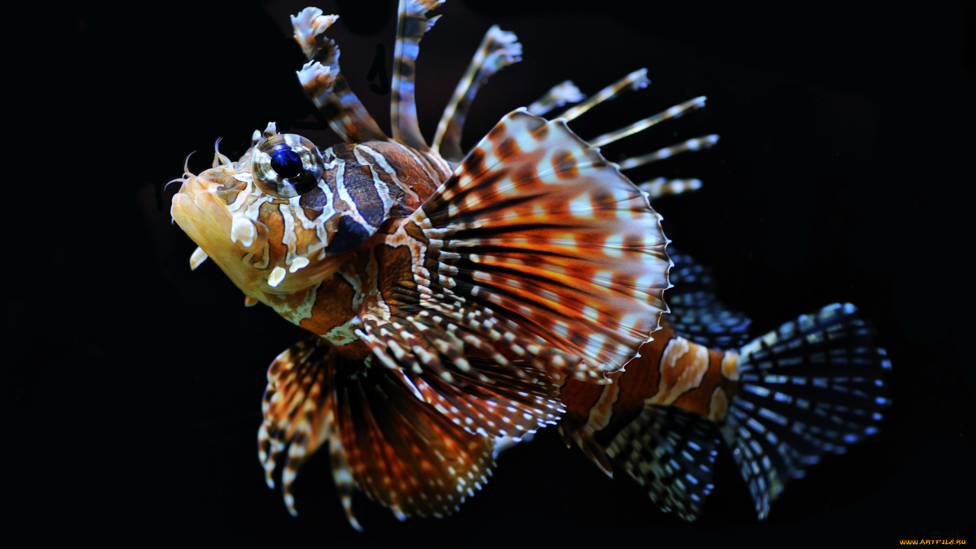 животные, рыбы, крыльчатка