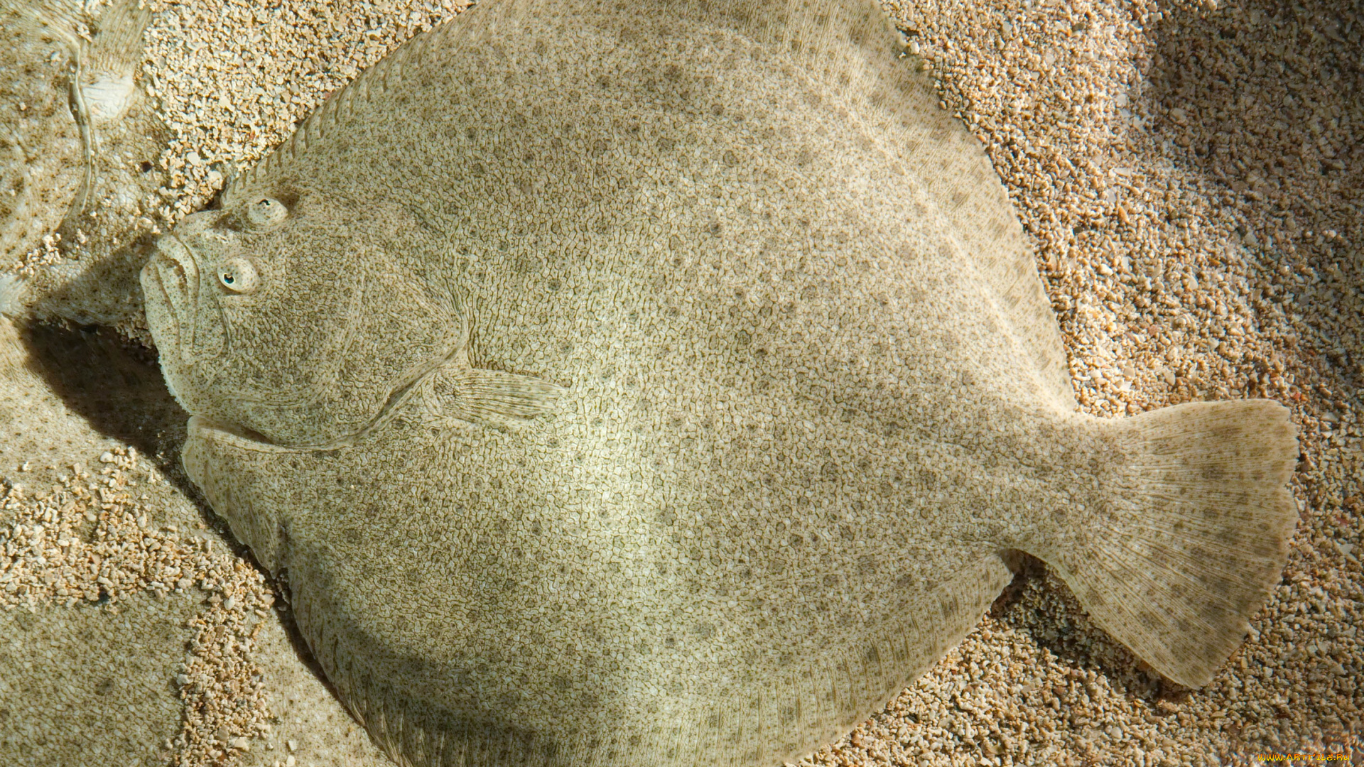 животные, рыбы, песок, дно, рыба, камбала