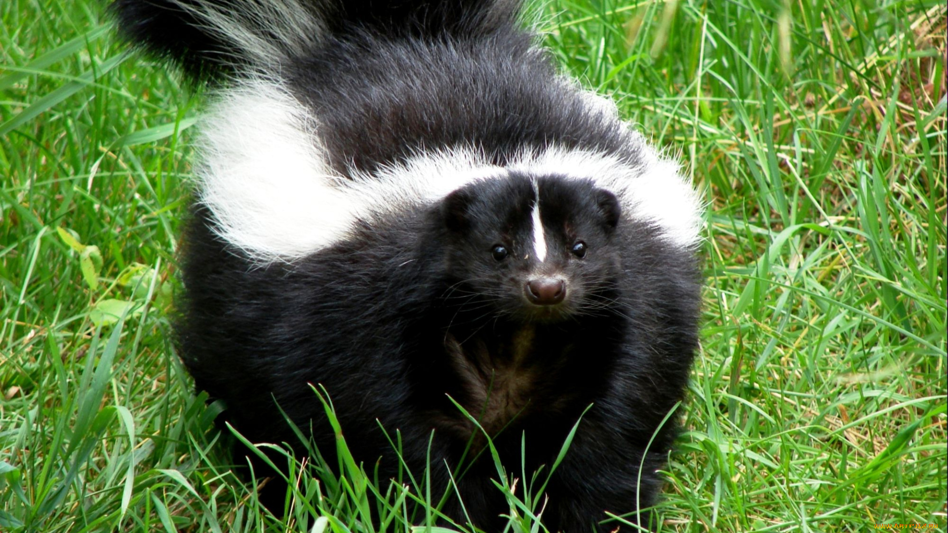 животные, скунсы, черно-белый