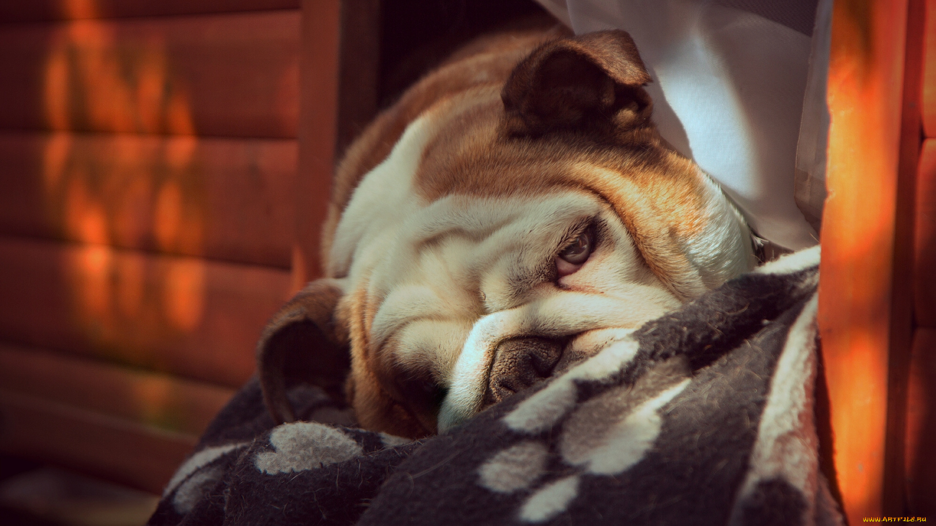 животные, собаки, английский, бульдог