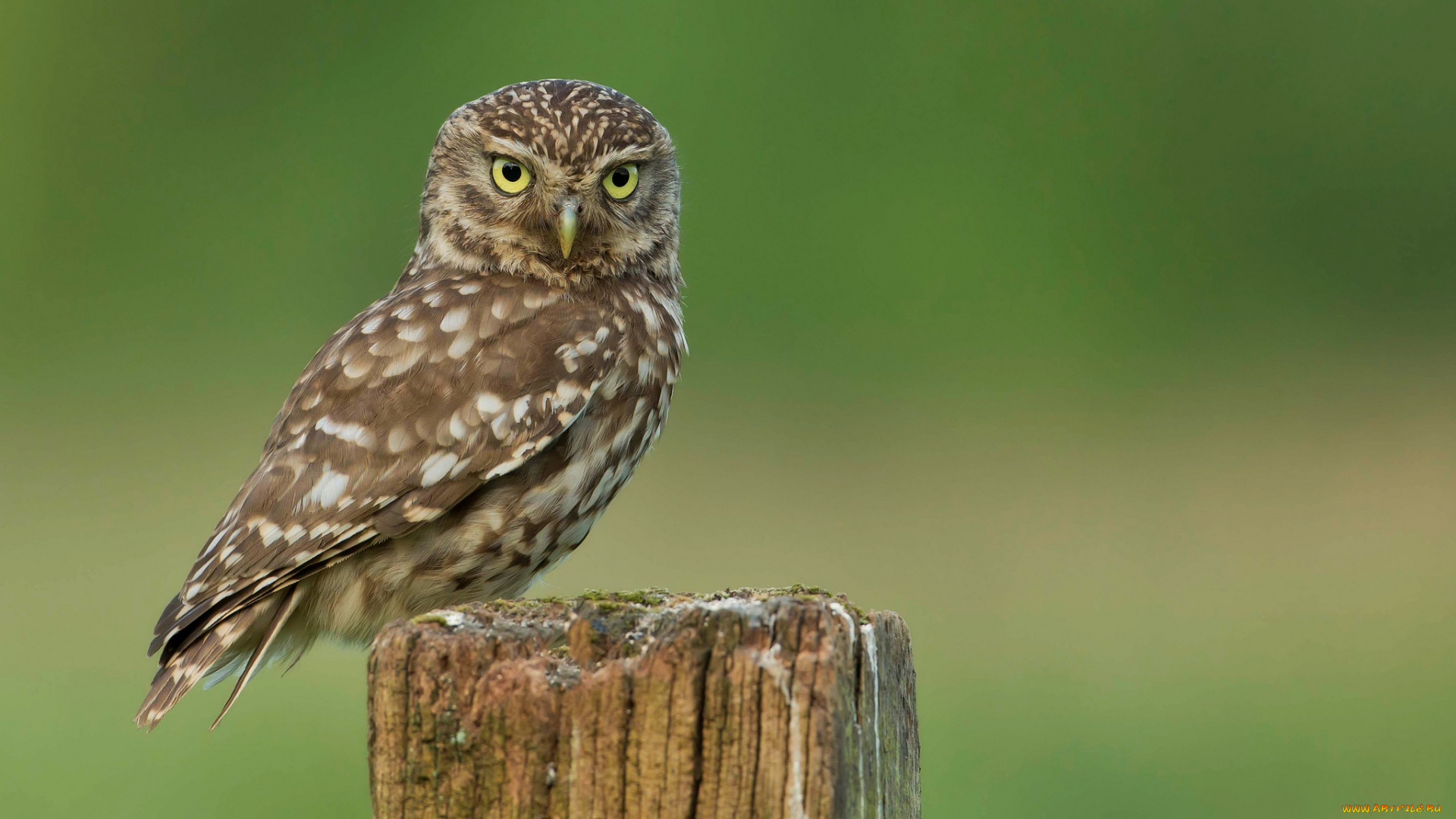 животные, совы, взгляд