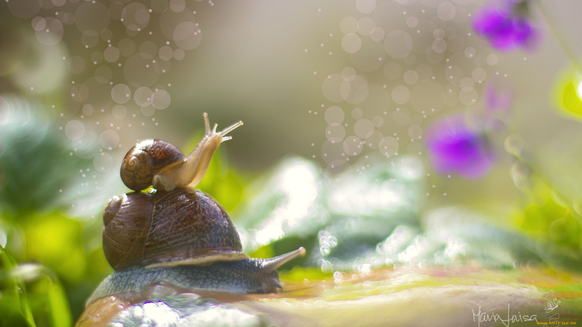 животные, улитки, рожки