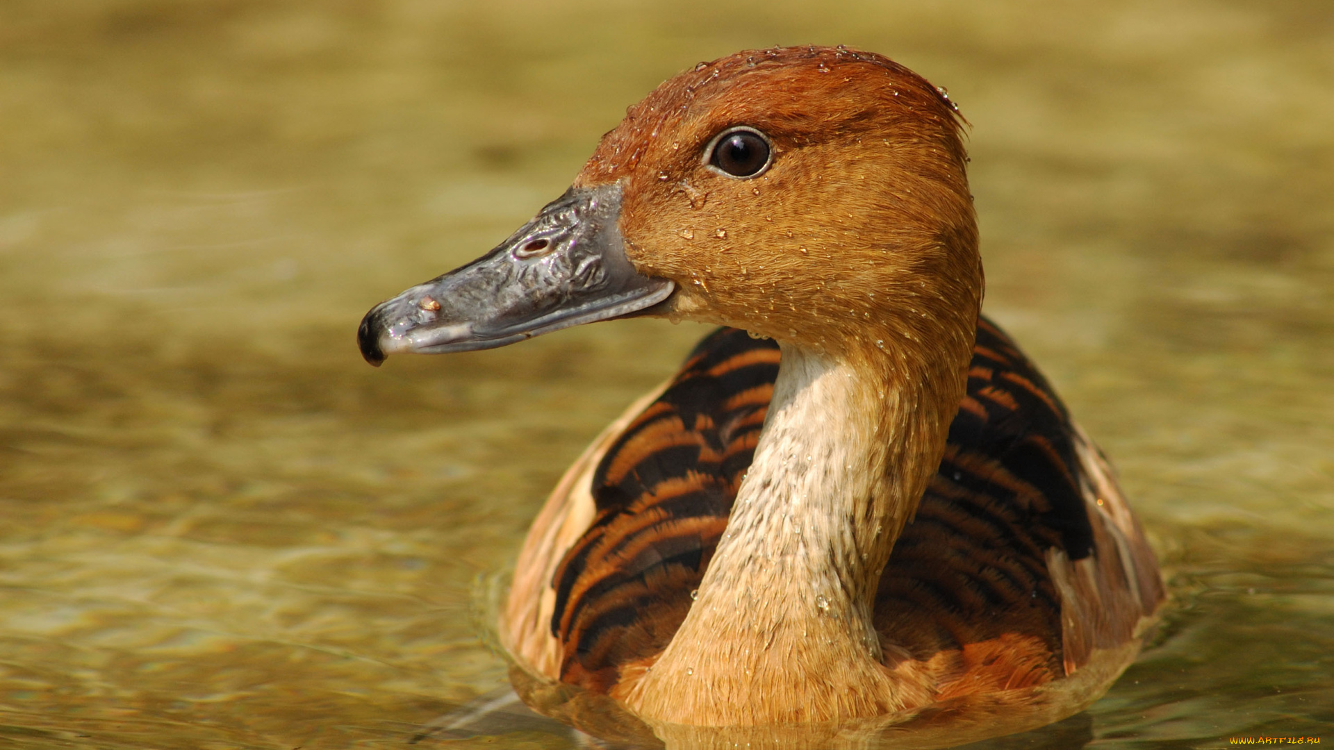 животные, утки, вода, утка