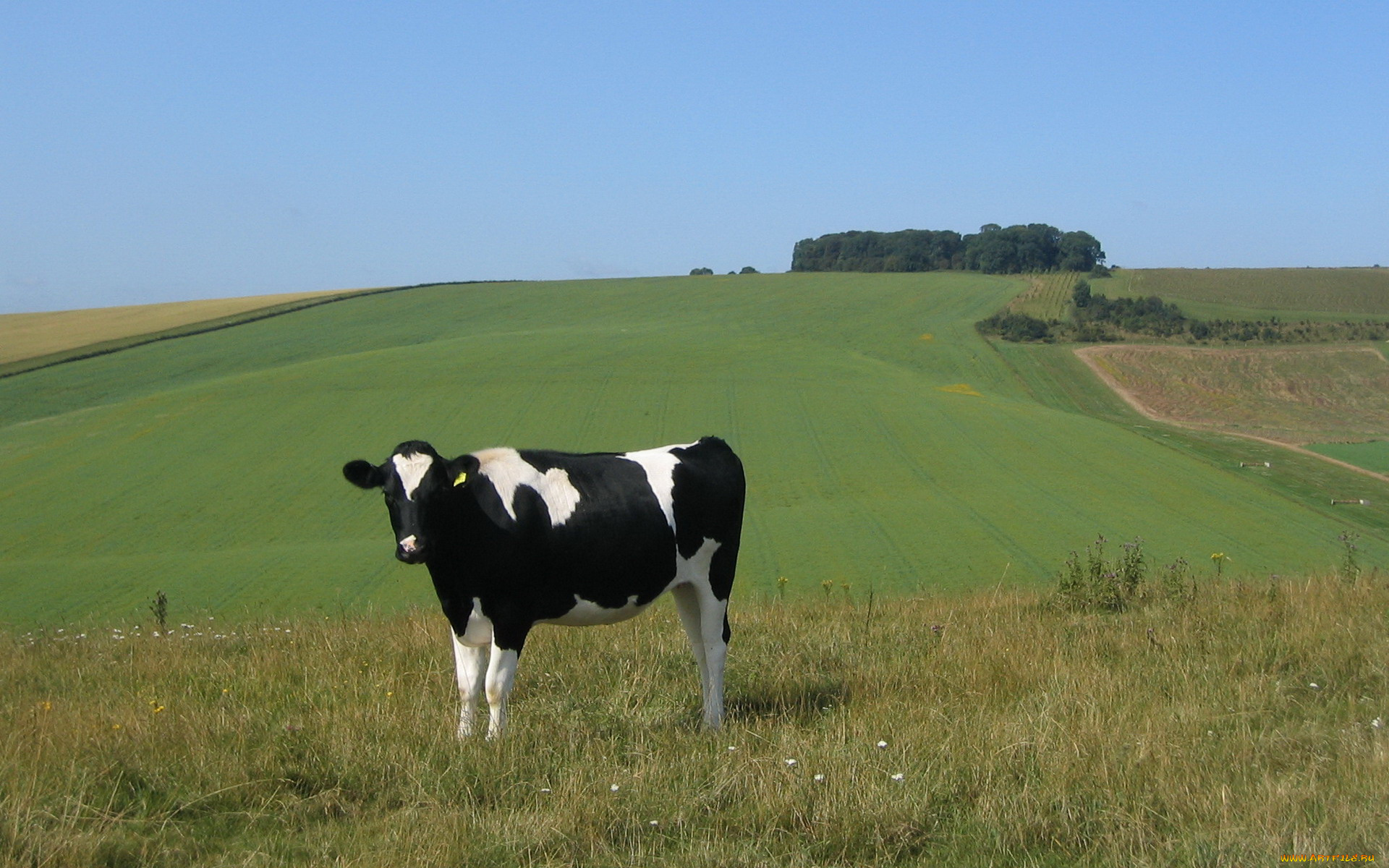 животные, коровы, буйволы, поле, корова
