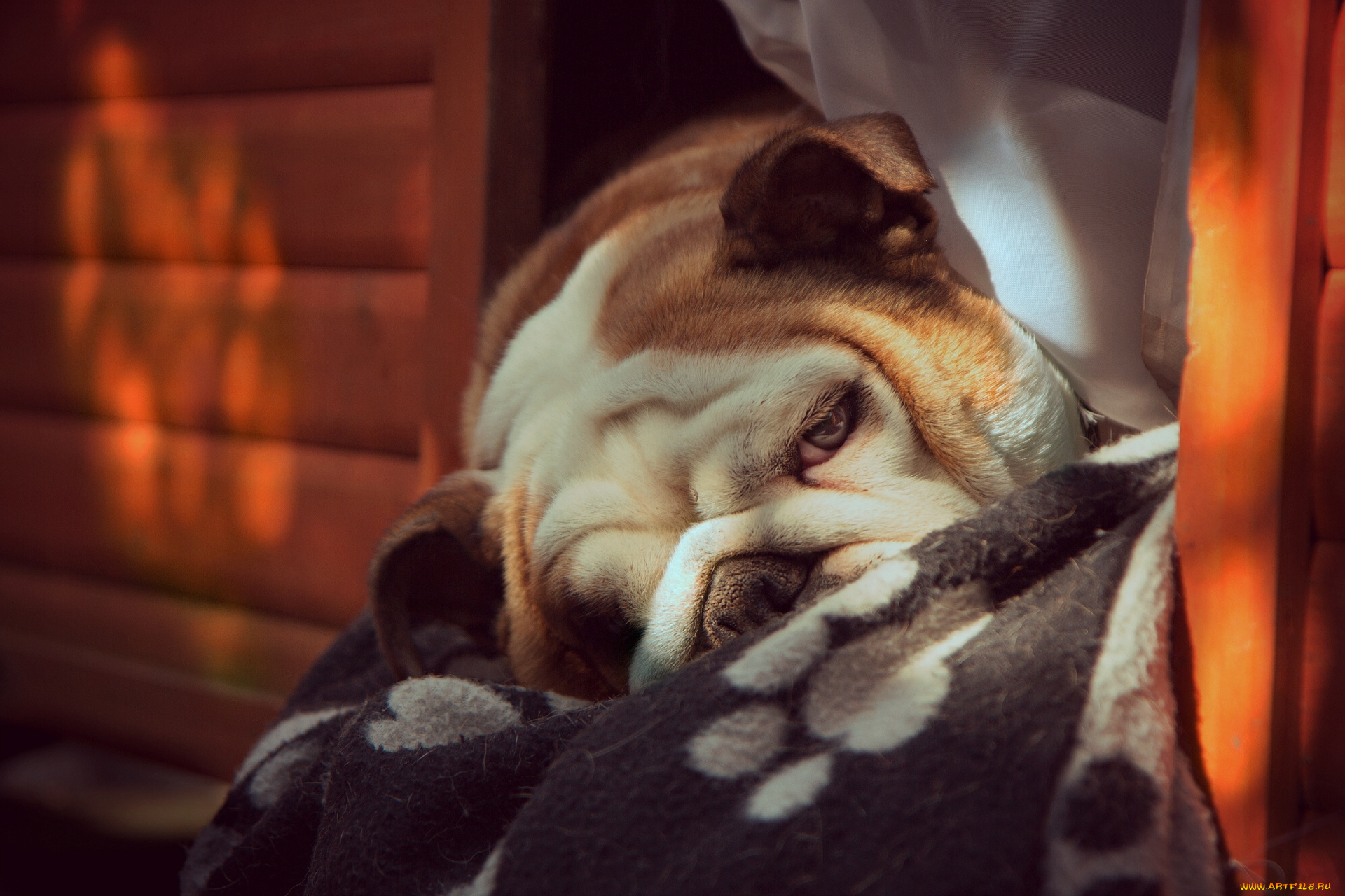 животные, собаки, английский, бульдог