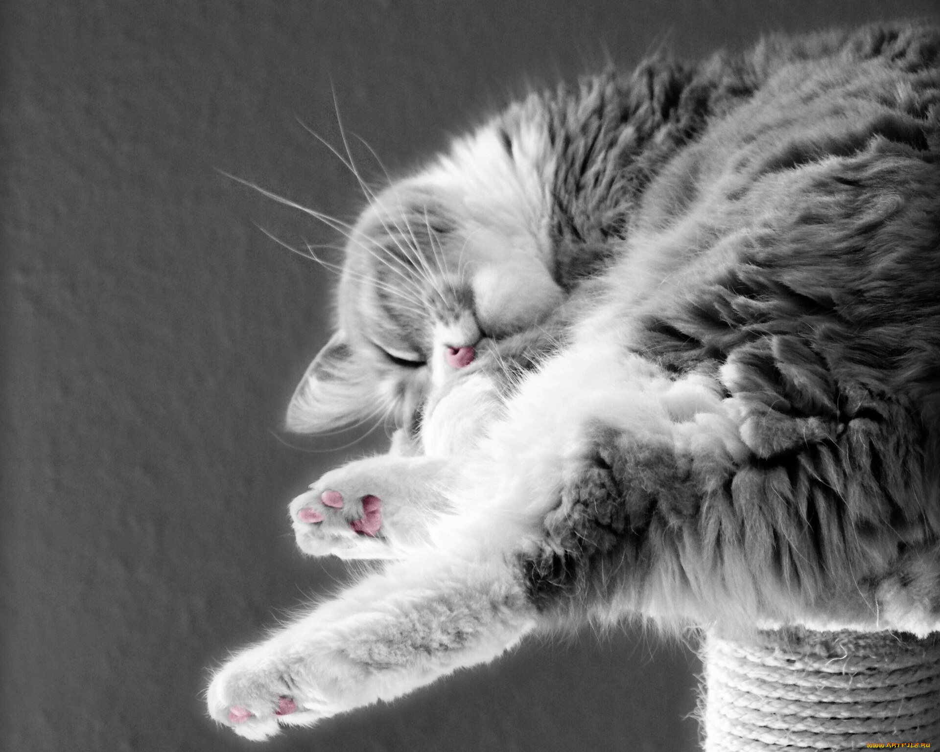 животные, коты, сон, спящий, котэ