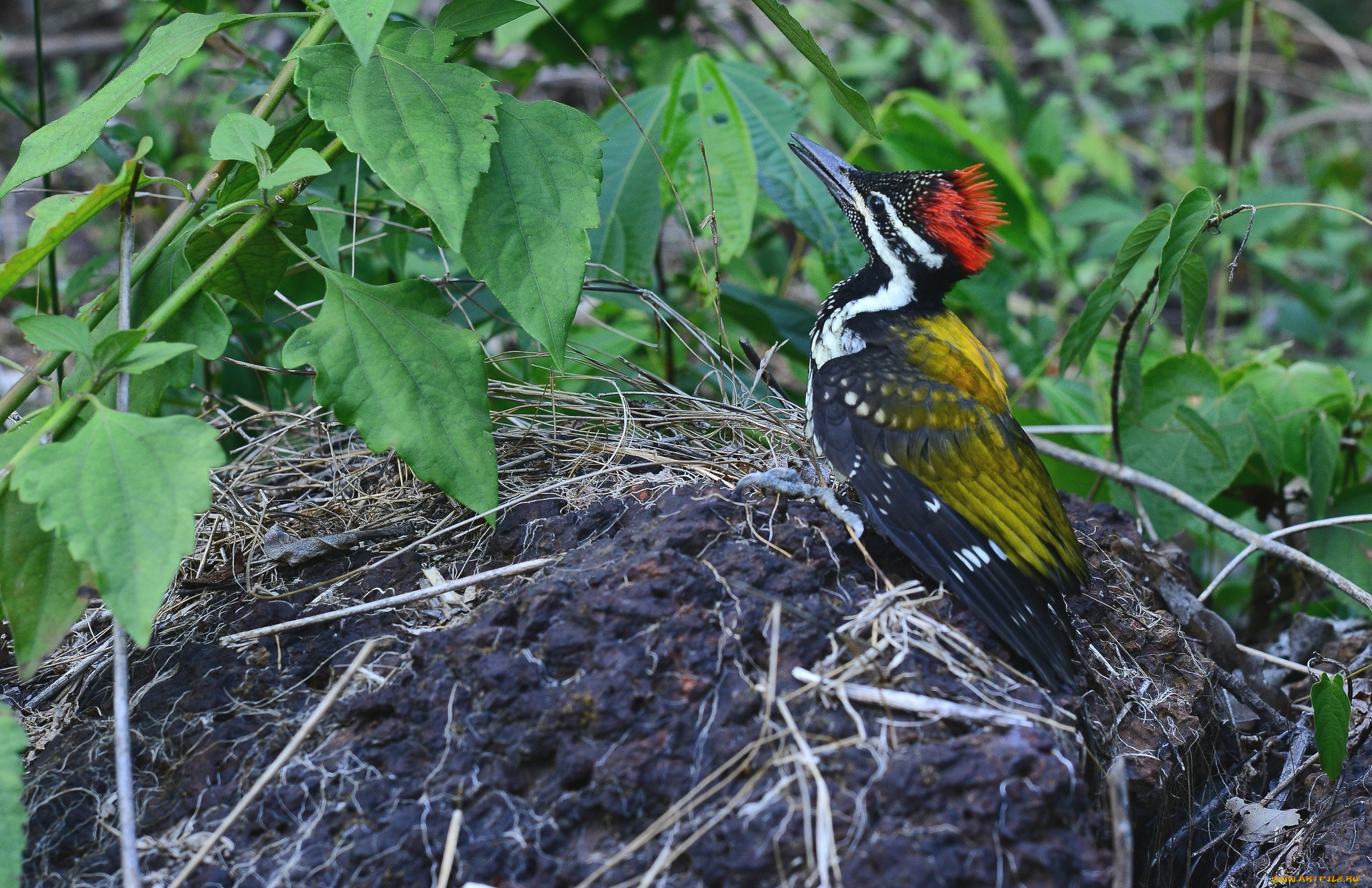 животные, дятлы, хохолок
