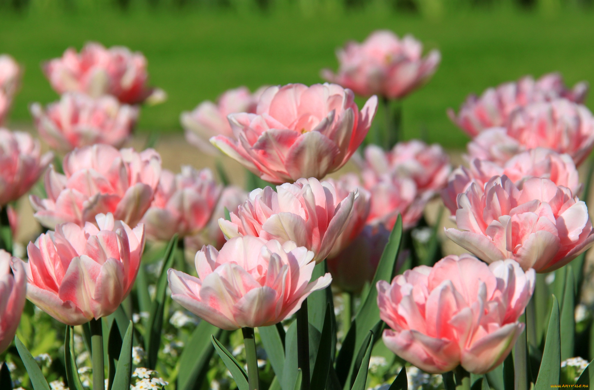 цветы, тюльпаны, розовые