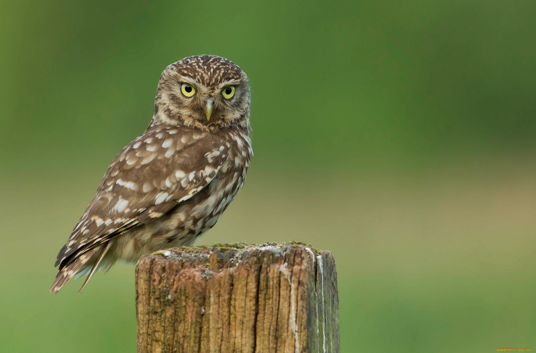 животные, совы, взгляд