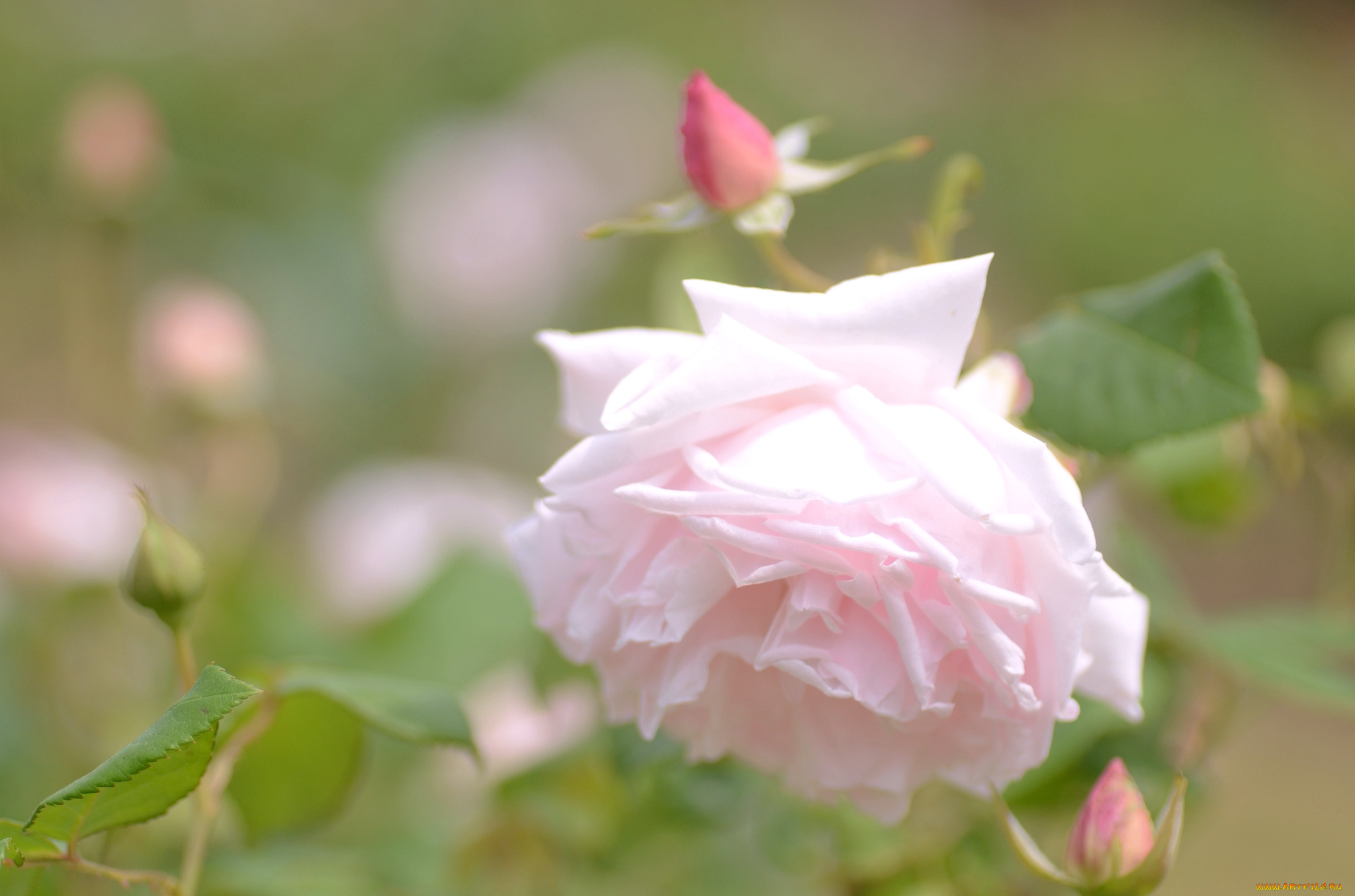 цветы, розы, нежность, розовый