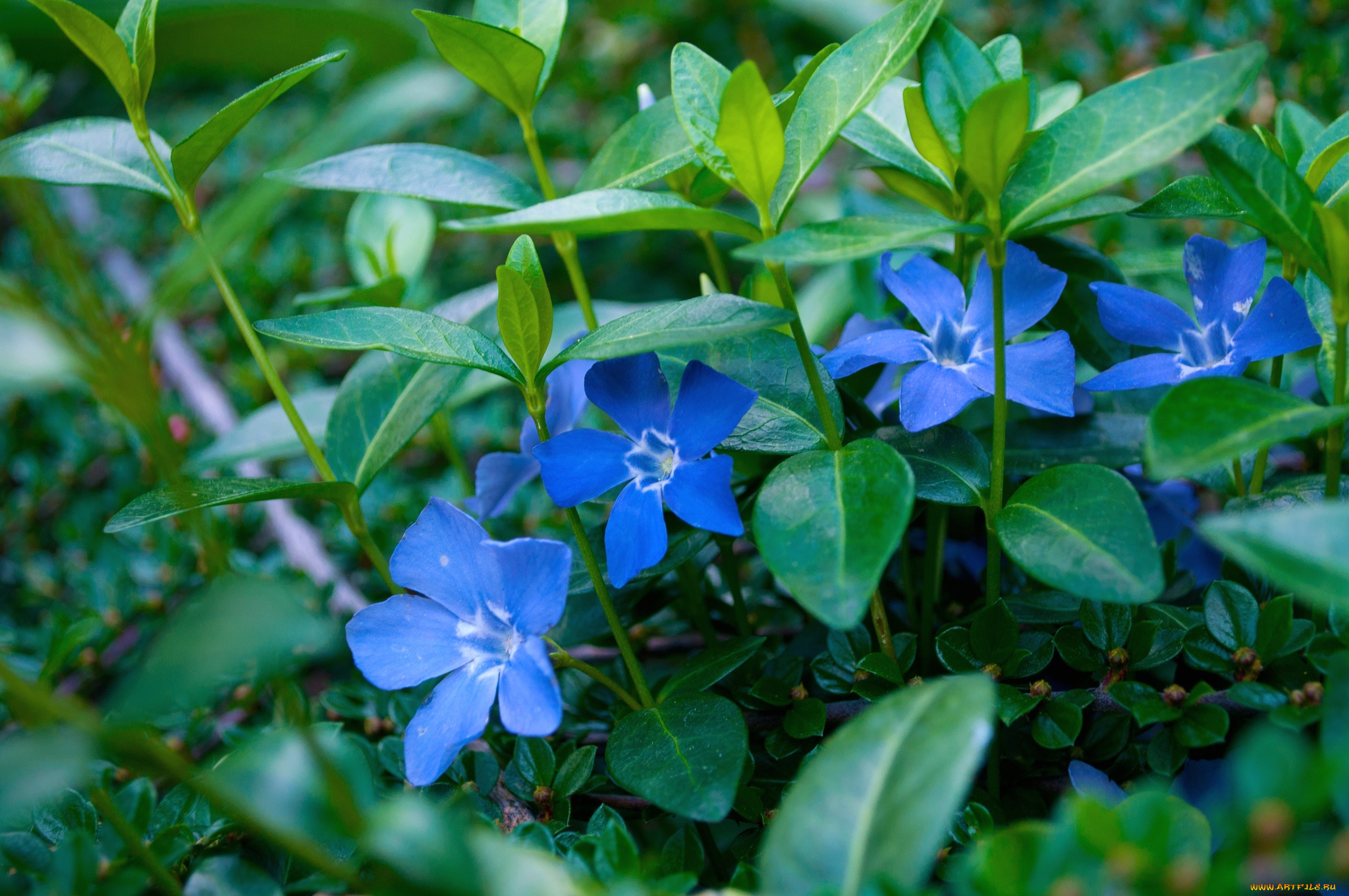 цветы, барвинок, голубой