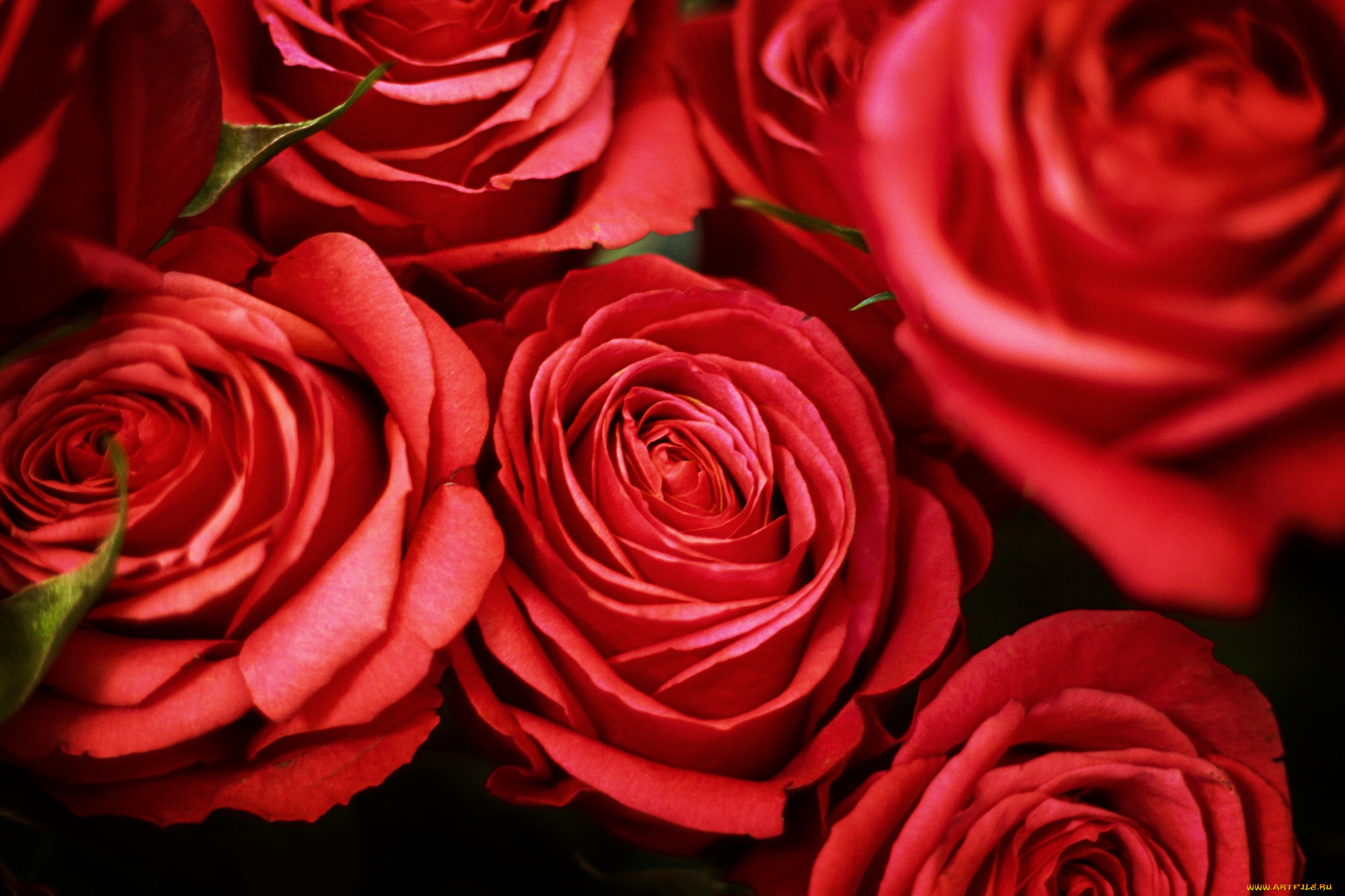 цветы, розы, красный