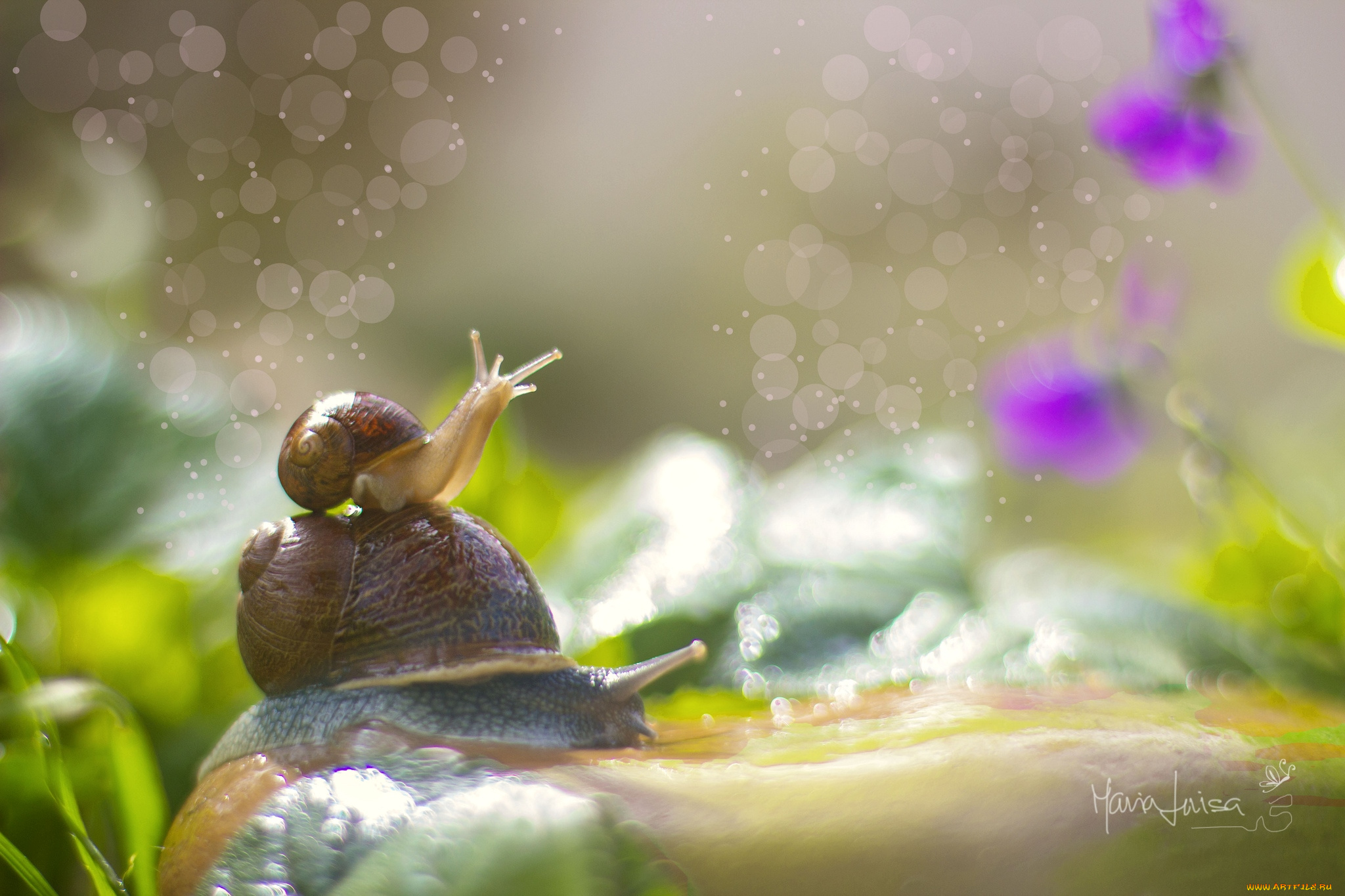 животные, улитки, рожки