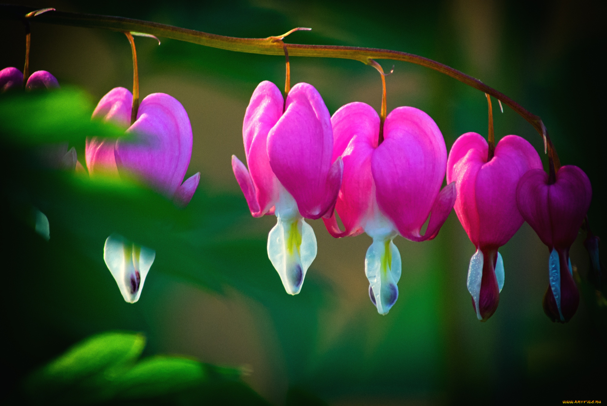 цветы, дицентра, разбитое, сердце, розовый, сердечка