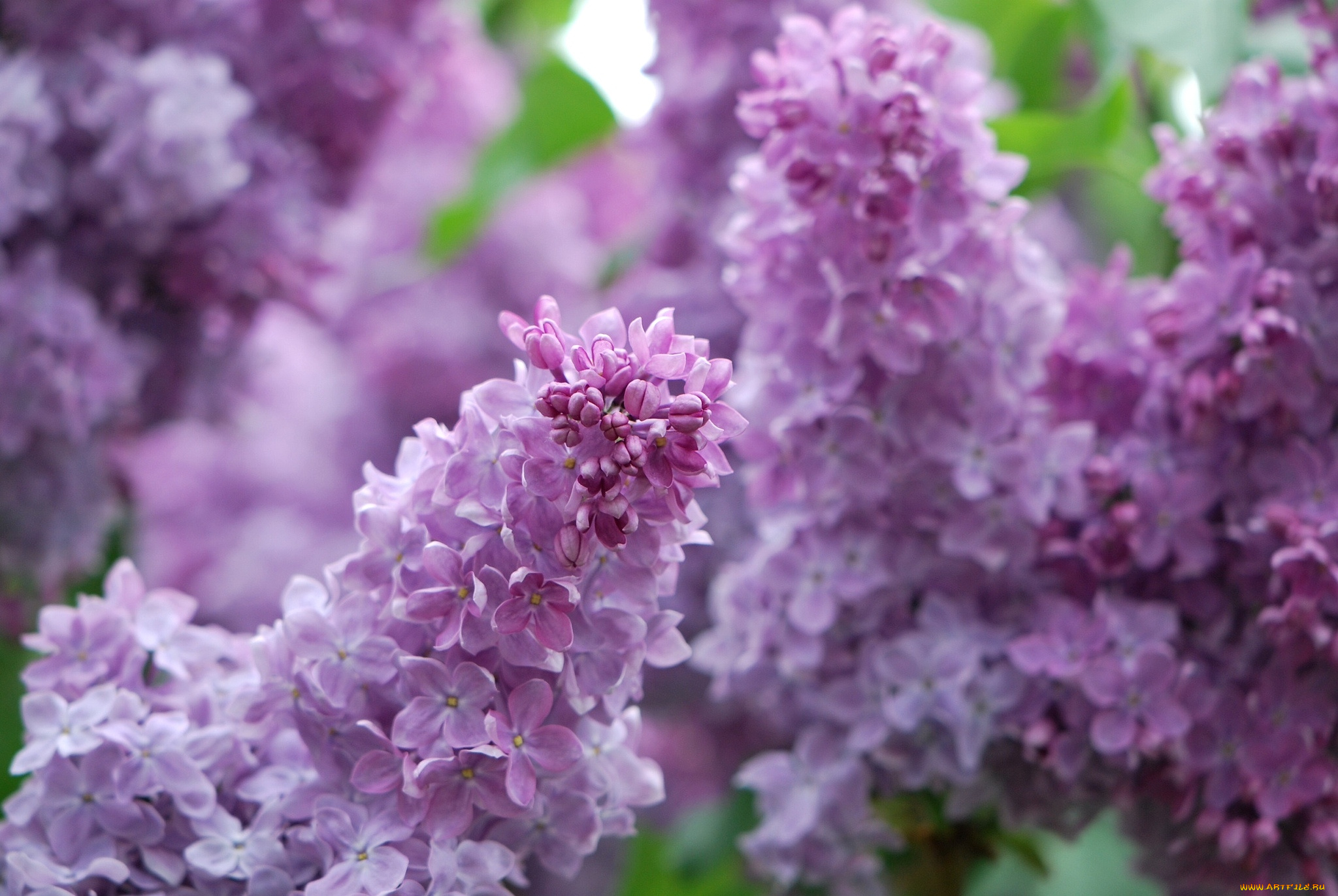 цветы, сирень, куст, весна