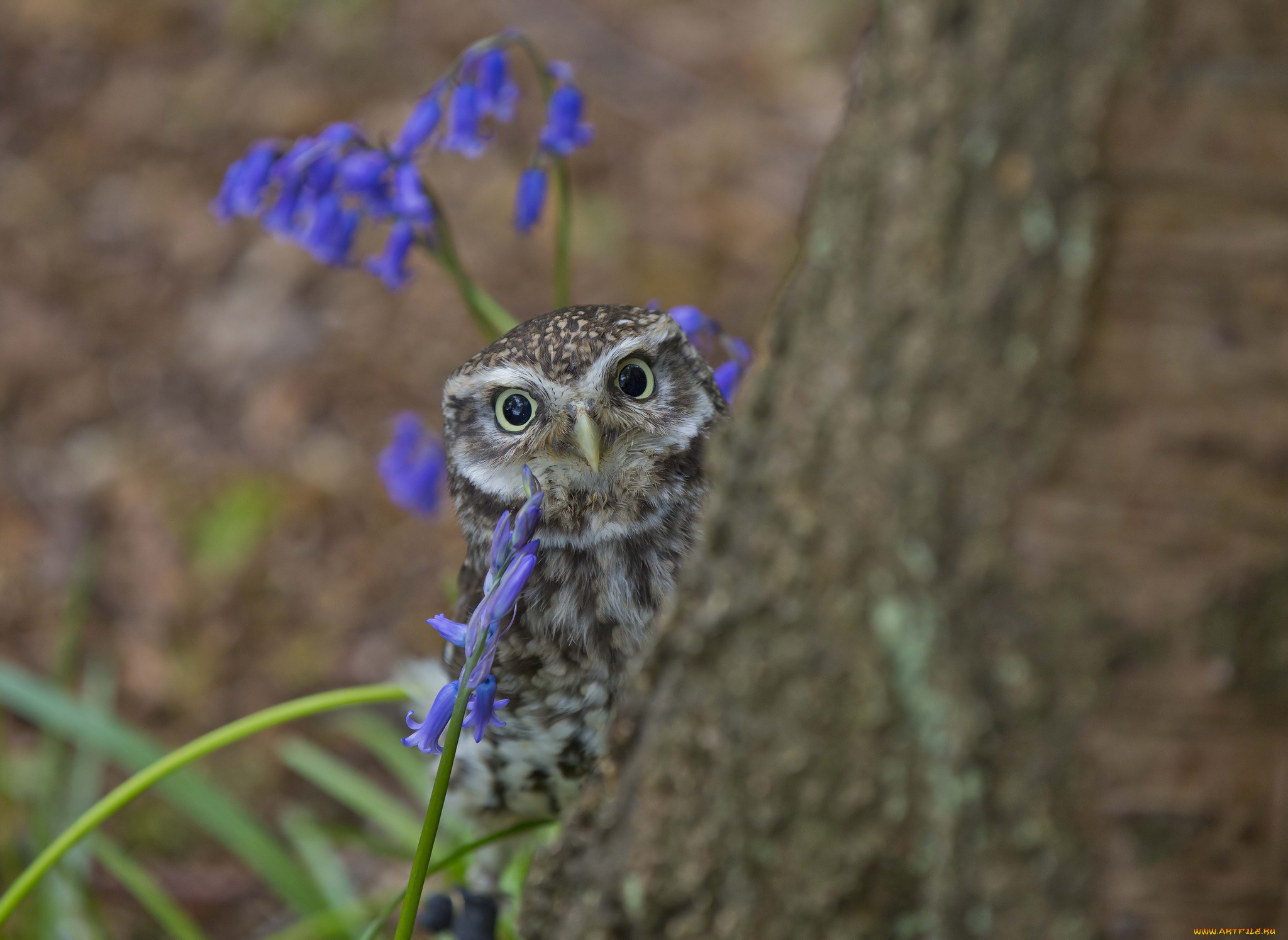 животные, совы, совенок, дерево