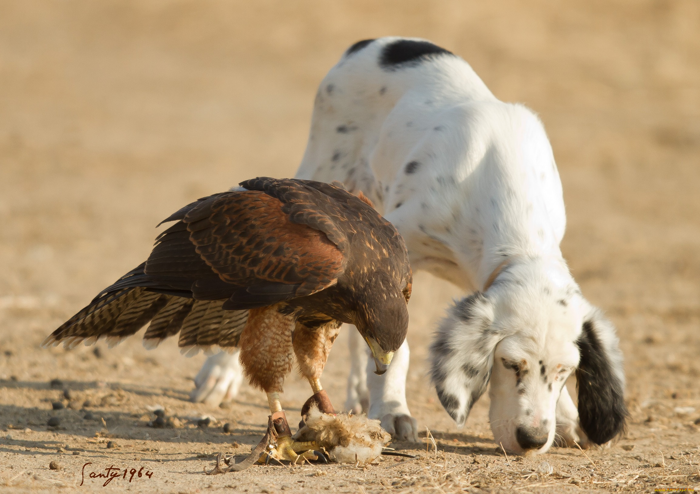 животные, разные, вместе, охотники, друзья, сокол, собака, птица-хищник